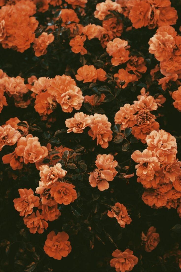 736x1104 color trend. Flower iphone wallpaper, Orange aesthetic, Aesthetic wallpaper