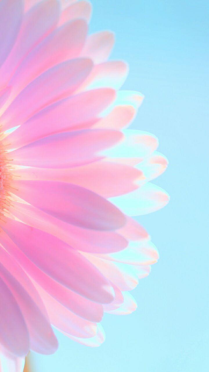 720x1280 Bible collage. Flower iphone wallpaper, Pink flowers wallpaper, Phone wallpaper