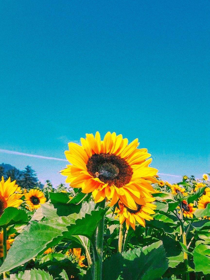 864x1152 Wallpaper. Flowers photography wallpaper, Sunflower wallpaper, Photography wallpaper