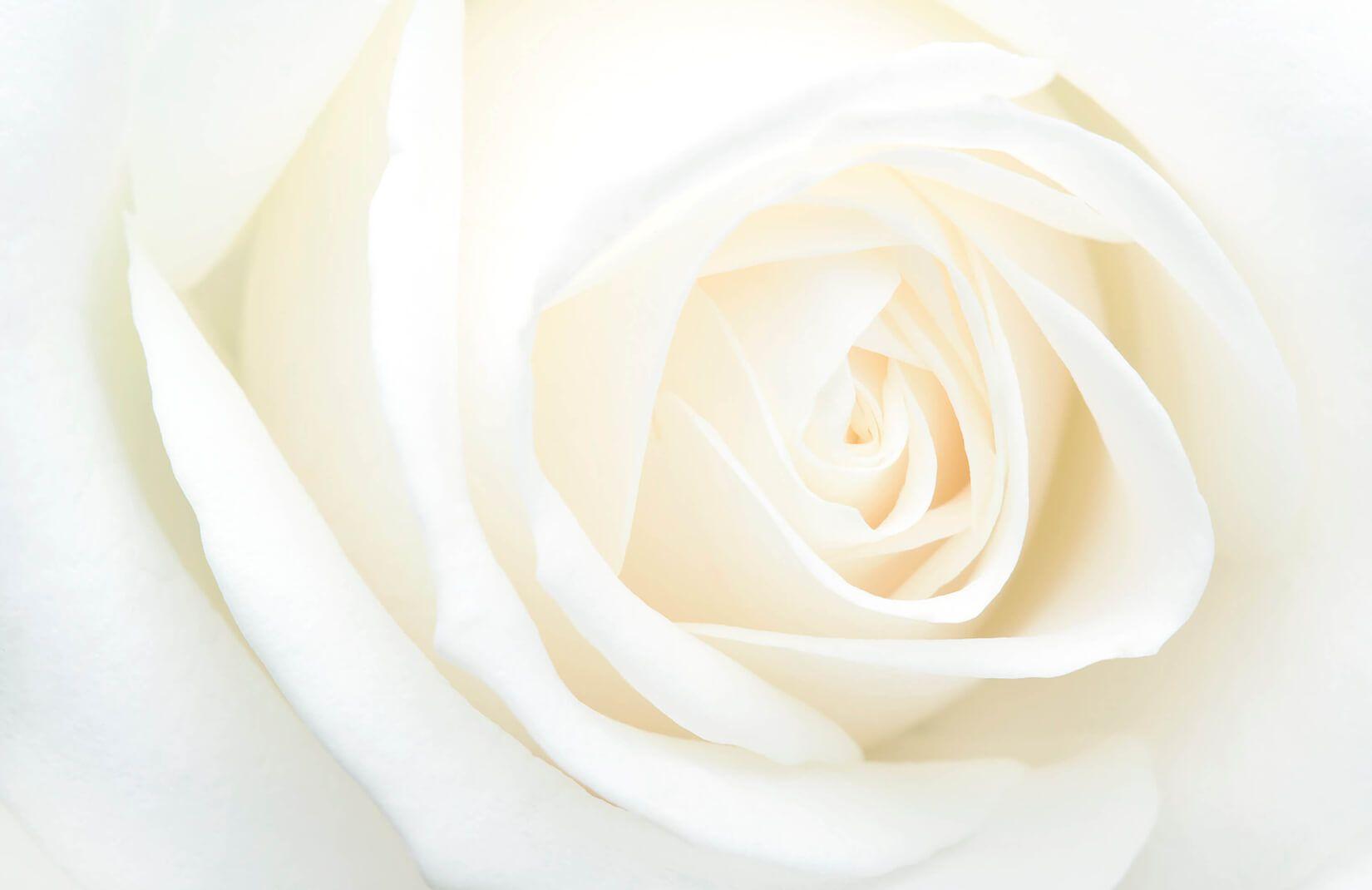 1650x1070 Large Fresh White Rose Wallpaper Mural