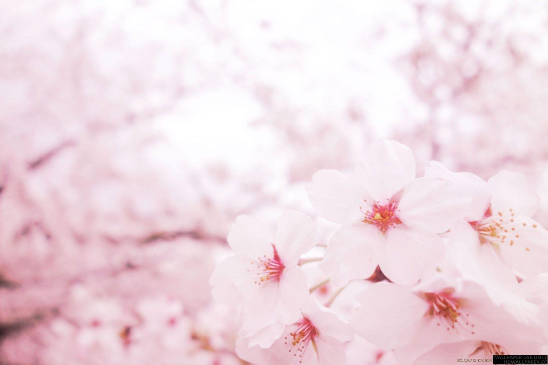 Pink Sakura Wallpapers Top Nh ng H nh nh p