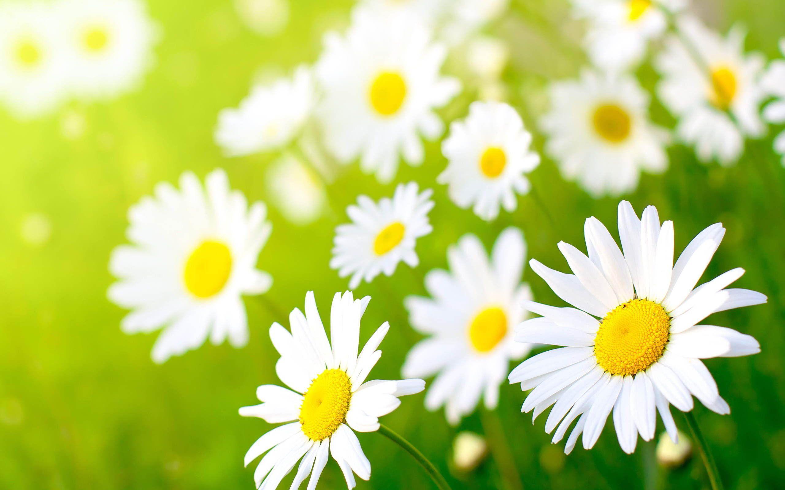 2560x1600 May Flowers Wallpaper for Computer
