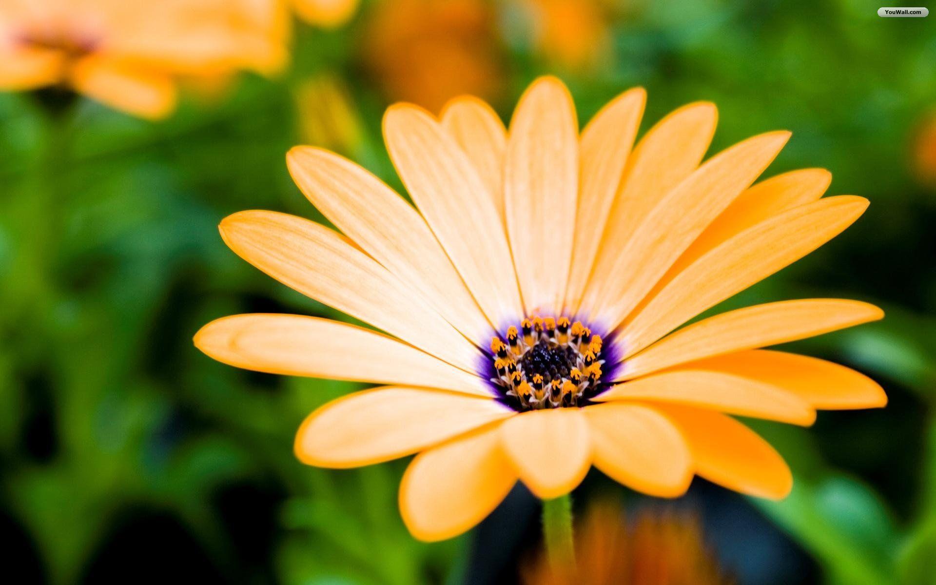 1920x1200 Beautiful Desktop Wallpaper Flowers Background Flower HD Wallpaper