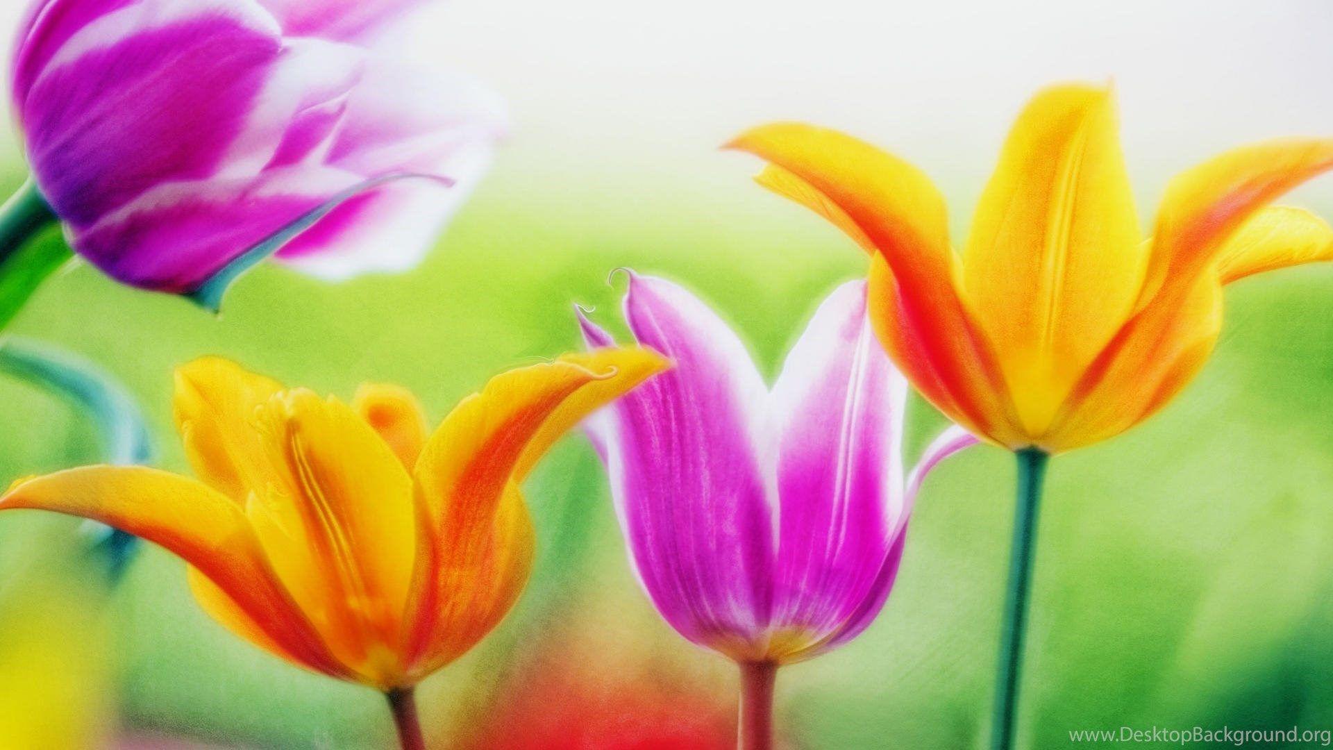 1920x1080 Free May Flowers Wallpaper Download