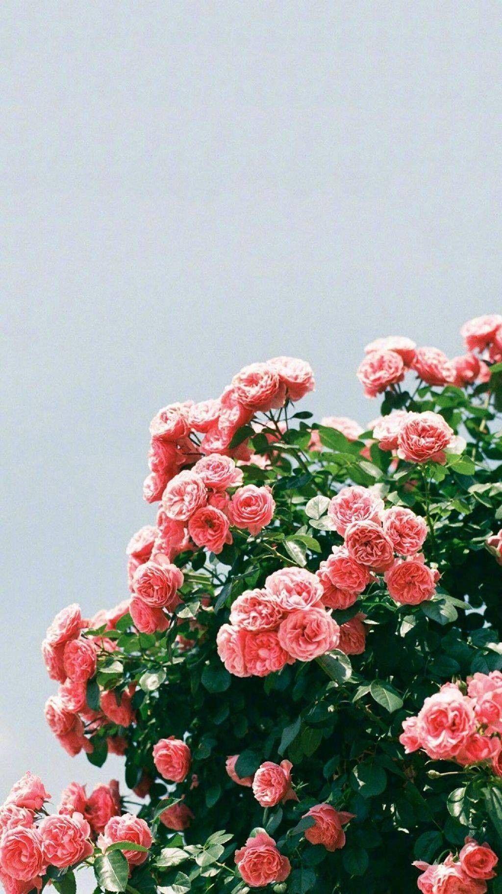 1024x1821 Hoa. Flower aesthetic, Flower wallpaper, Aesthetic iphone wallpaper