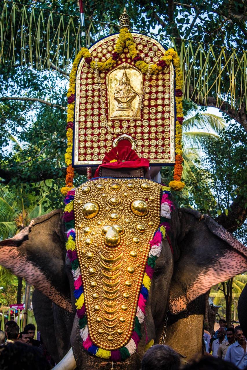 853x1280 Kerala elephant wallpaper