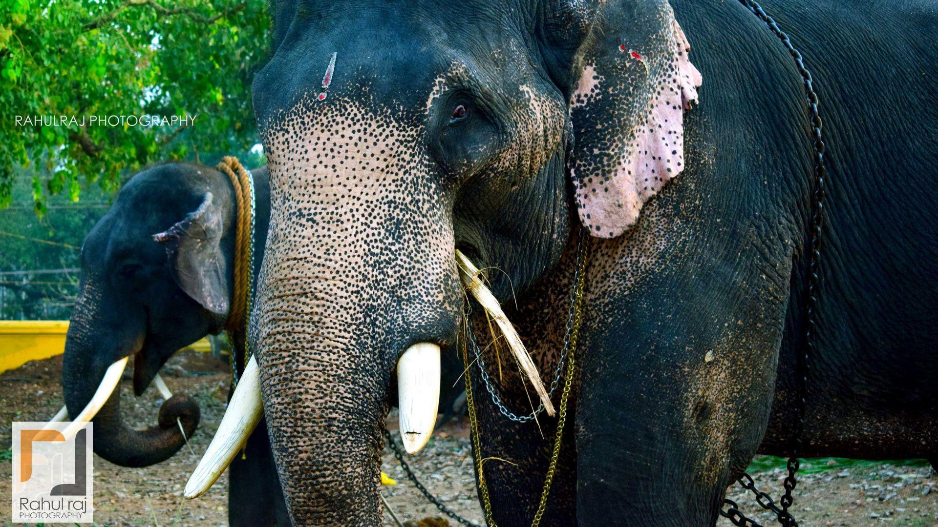 Kerala Elephant Wallpapers - Top Free Kerala Elephant Backgrounds ...