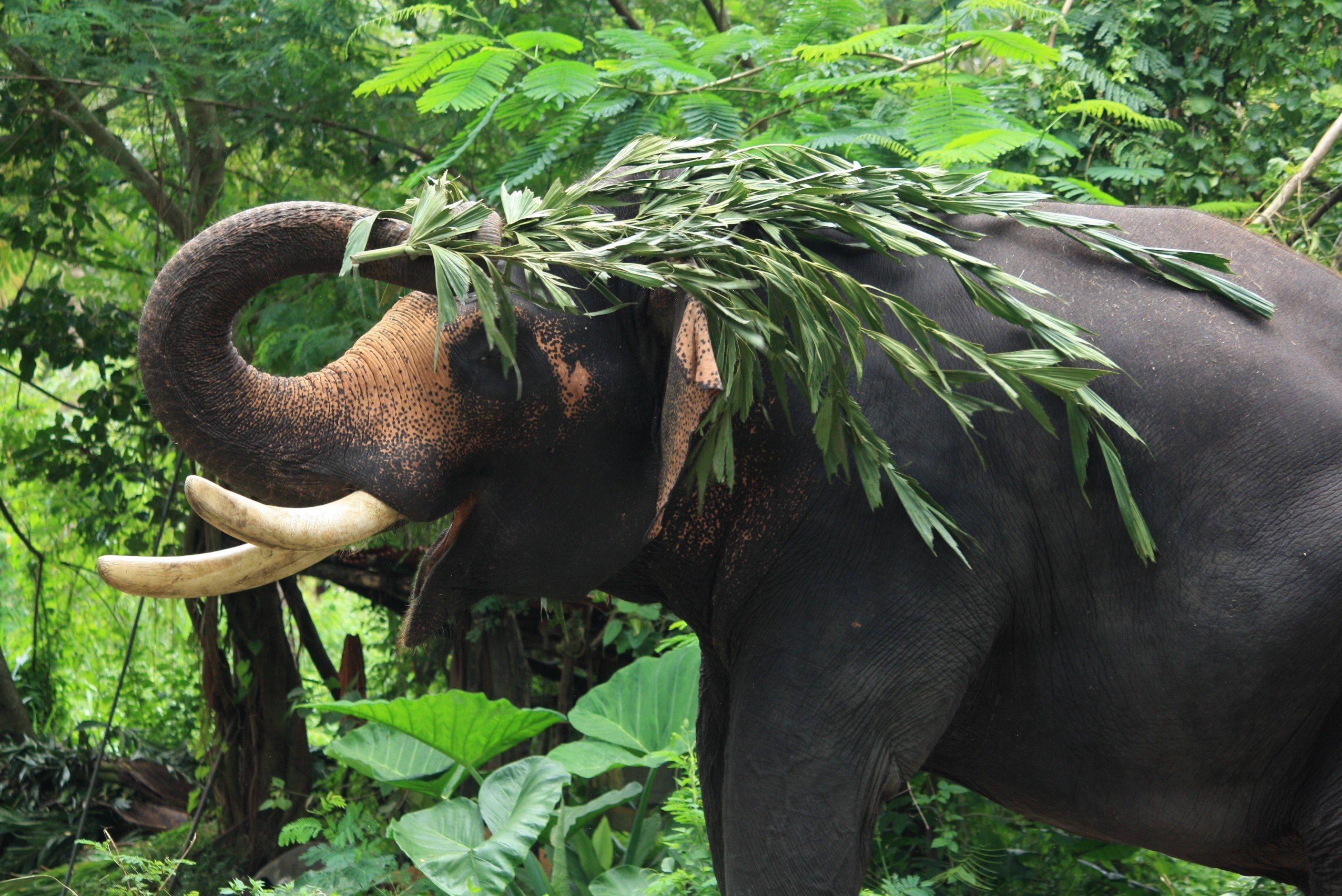 Амазонка дика природа. Индийский слон в тропическом лесу. Тропические леса Индии слоны. Джунгли в Индии слон. Фауна экваториальных лесов Африки.