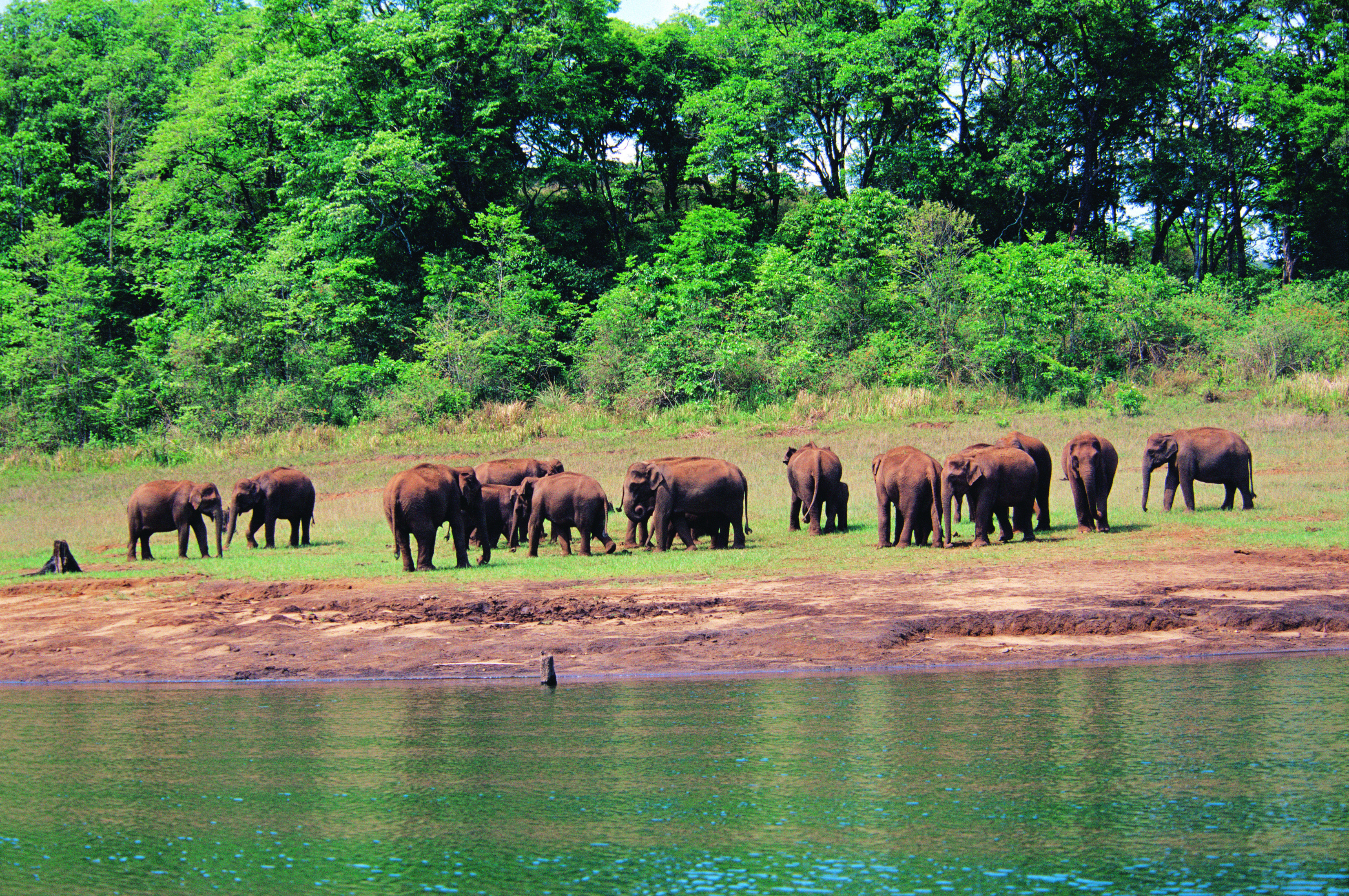 3307x2198 Wildlife