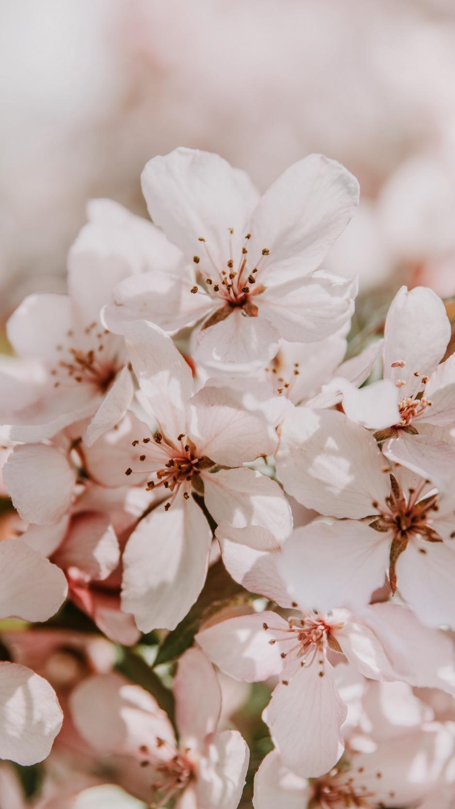 938x1668 Light Pink Flowers Wallpaper