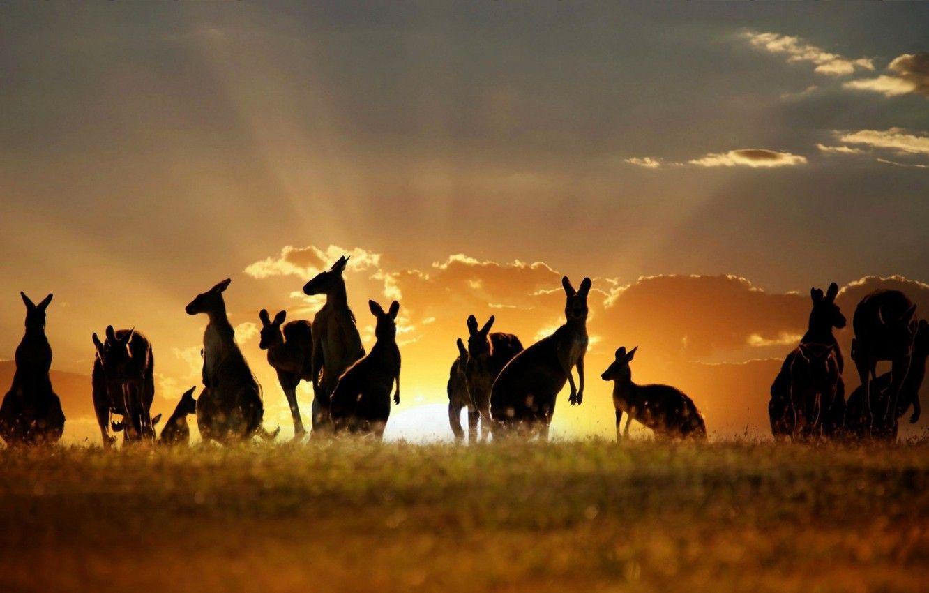 1332x850 Wallpaper animals, Australian, Kangaroos, Skippy image for desktop, section животные