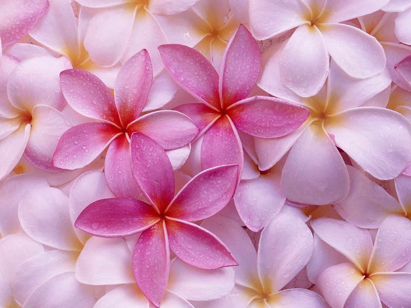 1600x1200 Light Pink Flowers wallpaperx1200