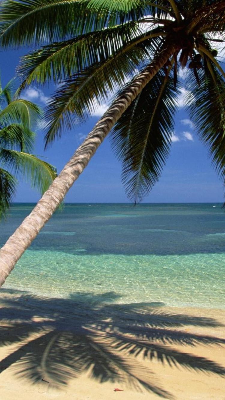 750x1334 Free download coconut palm trees seascapes dominican republic wallpaper 16261 [750x1334] for your Desktop, Mobile & Tablet. Explore Dominican Republic Wallpaper in HD. Dominican Republic Wallpaper Desktop, Dominican Flag