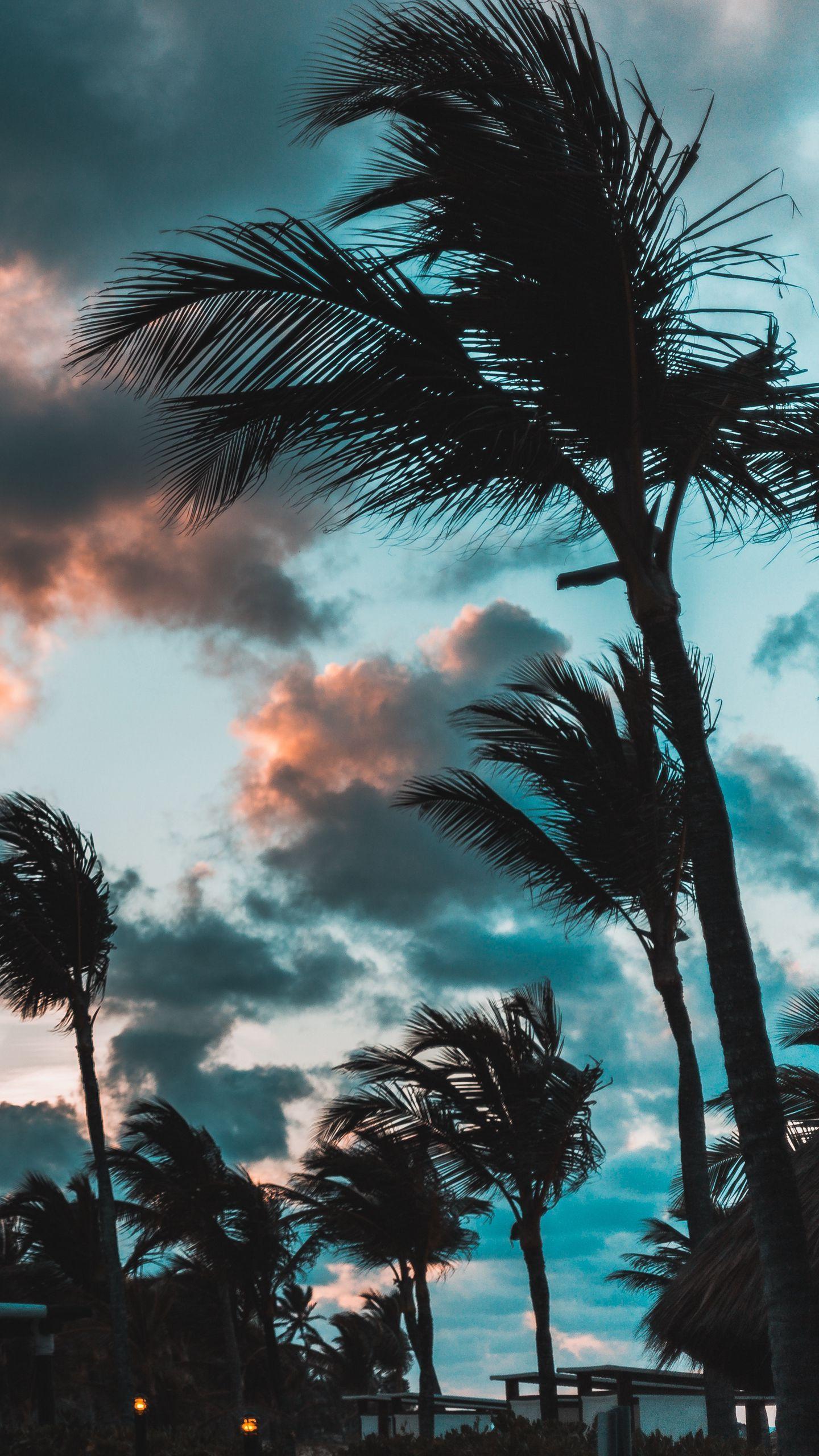 1440x2560 Download wallpaper 1440x2560 palms, wind, clouds, tropics, punta cana, dominican republic qhd samsung galaxy s s edge, note, lg g4 HD background