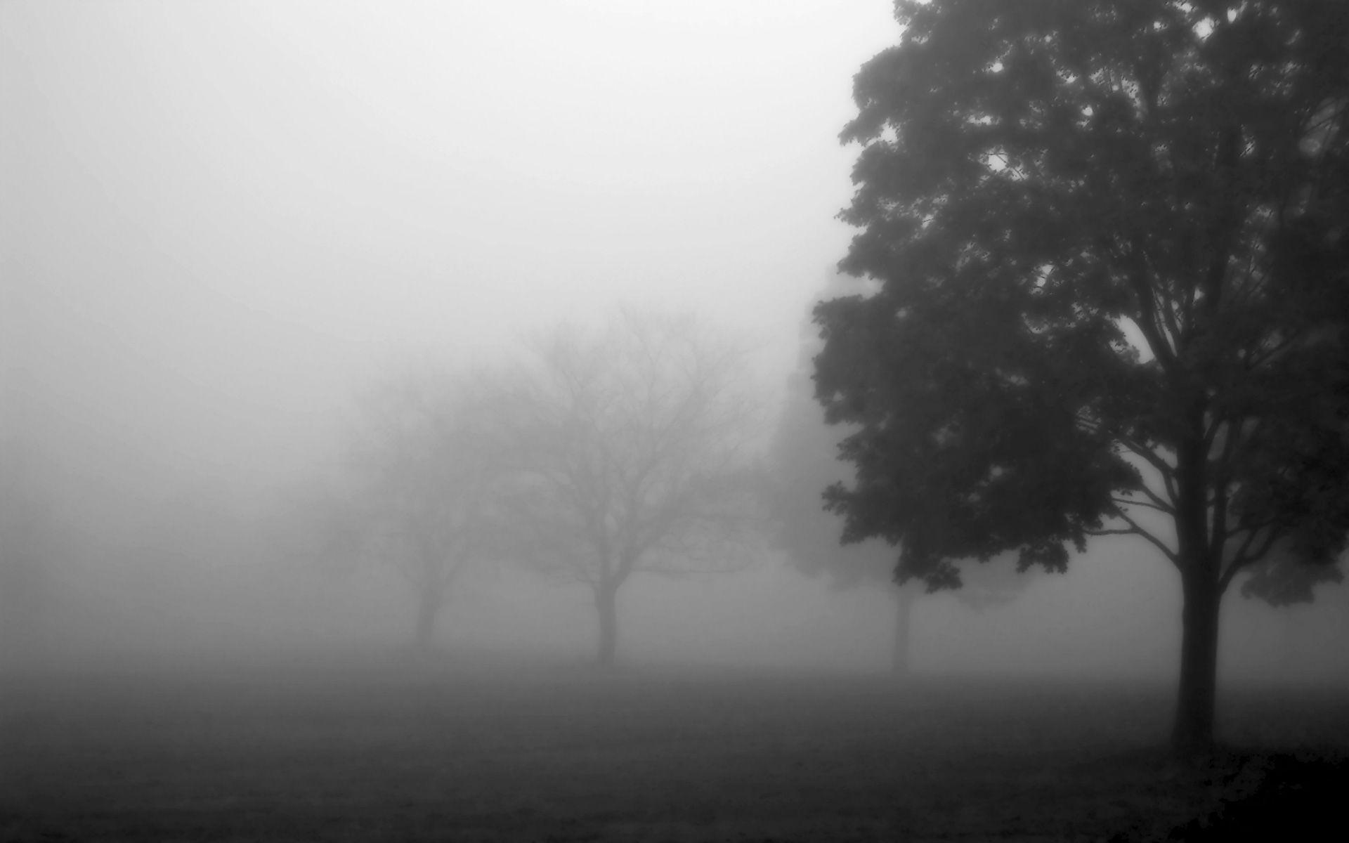 1920x1200 Cool Fog Picture wallpaperx1200