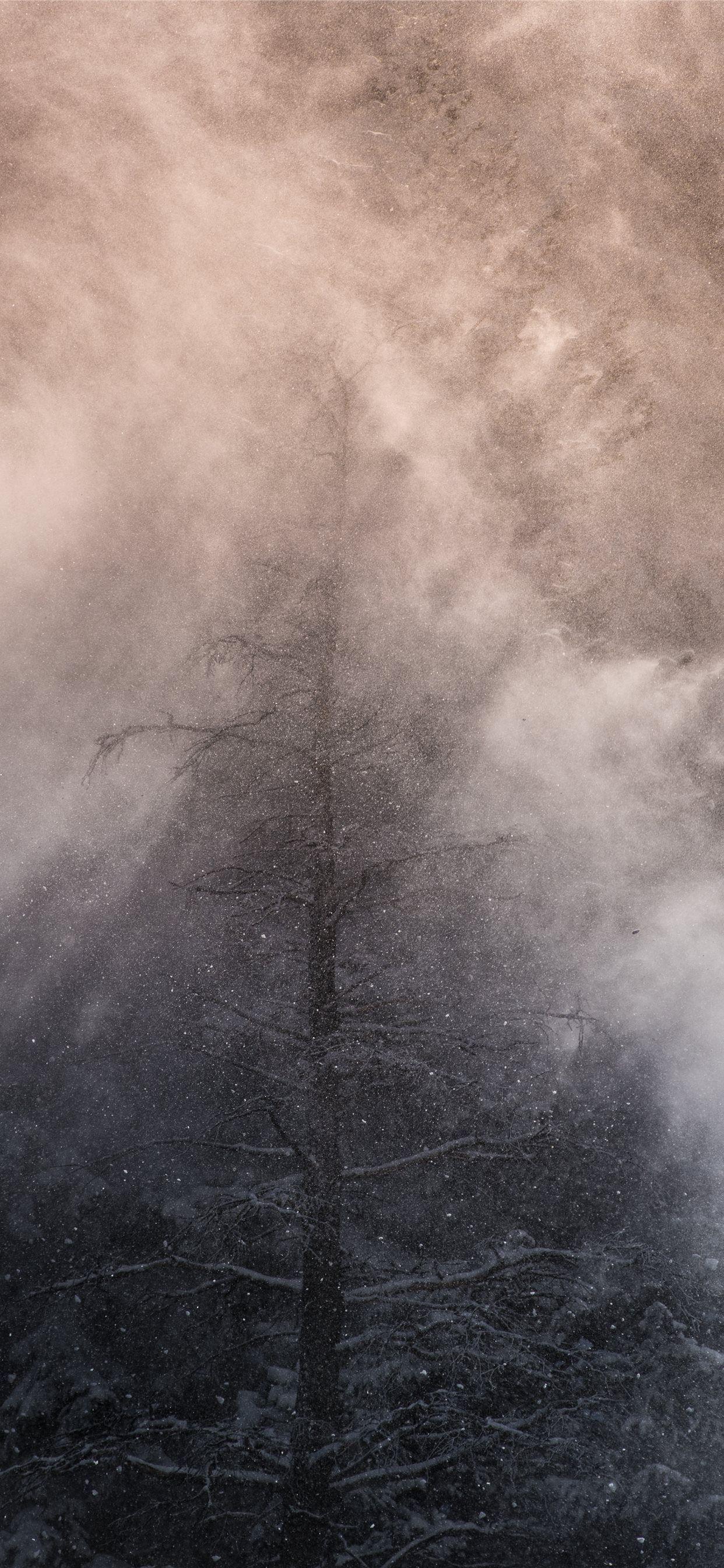 1242x2688 leafless tree covered with white fog iPhone 11 Wallpaper Free Download