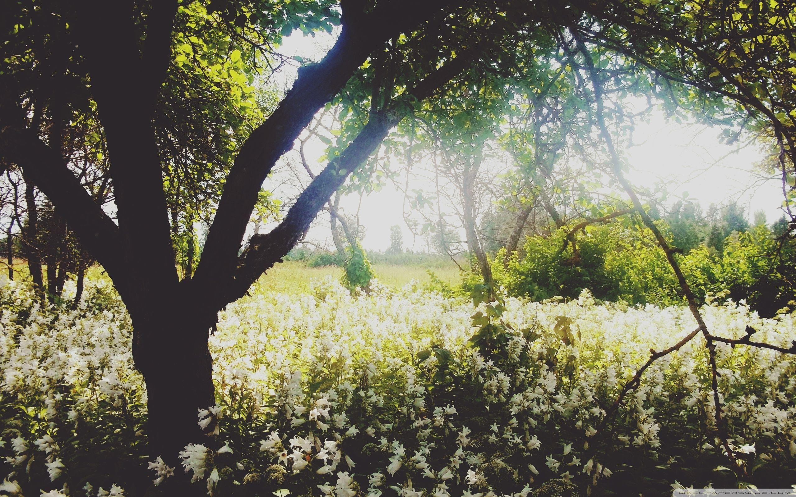 2560x1600 