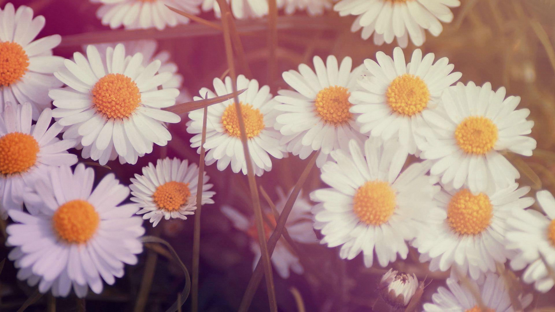 1920x1080 Vintage Flowers Wallpaper