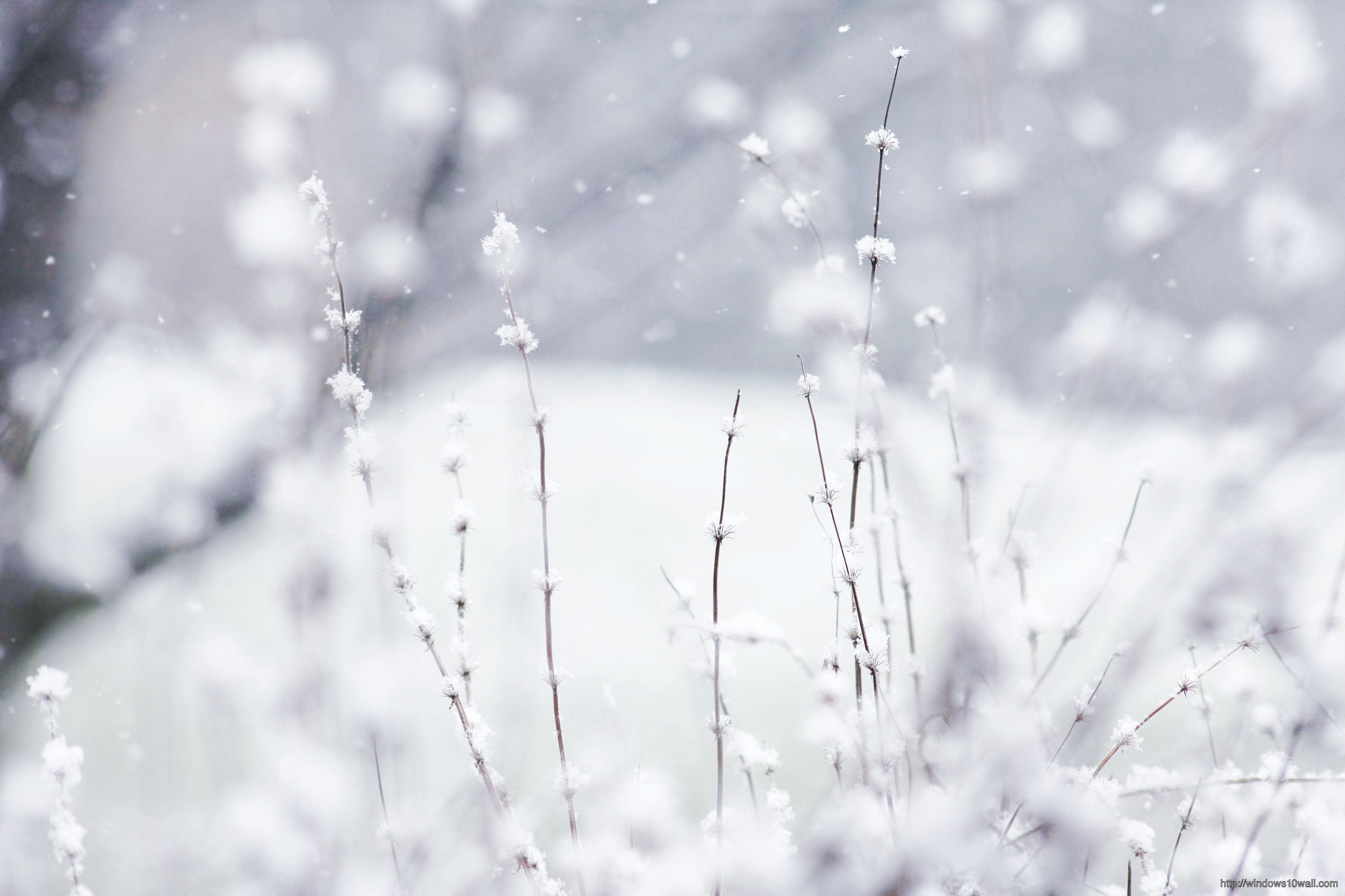 3888x2592 Desktop Winter Wallpaper