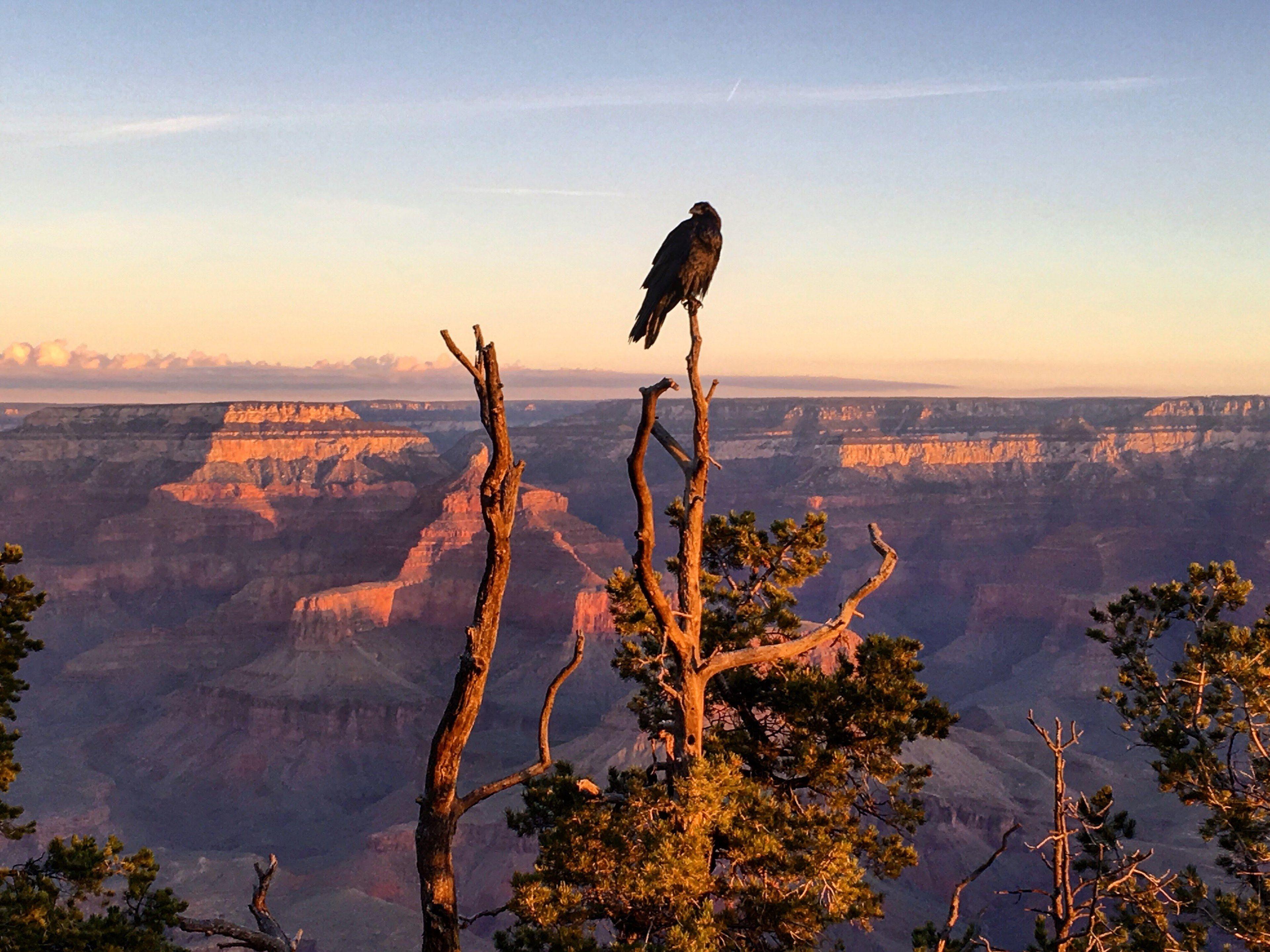 3840x2879 Wallpaper / bird at the grand canyon 4k wallpaper