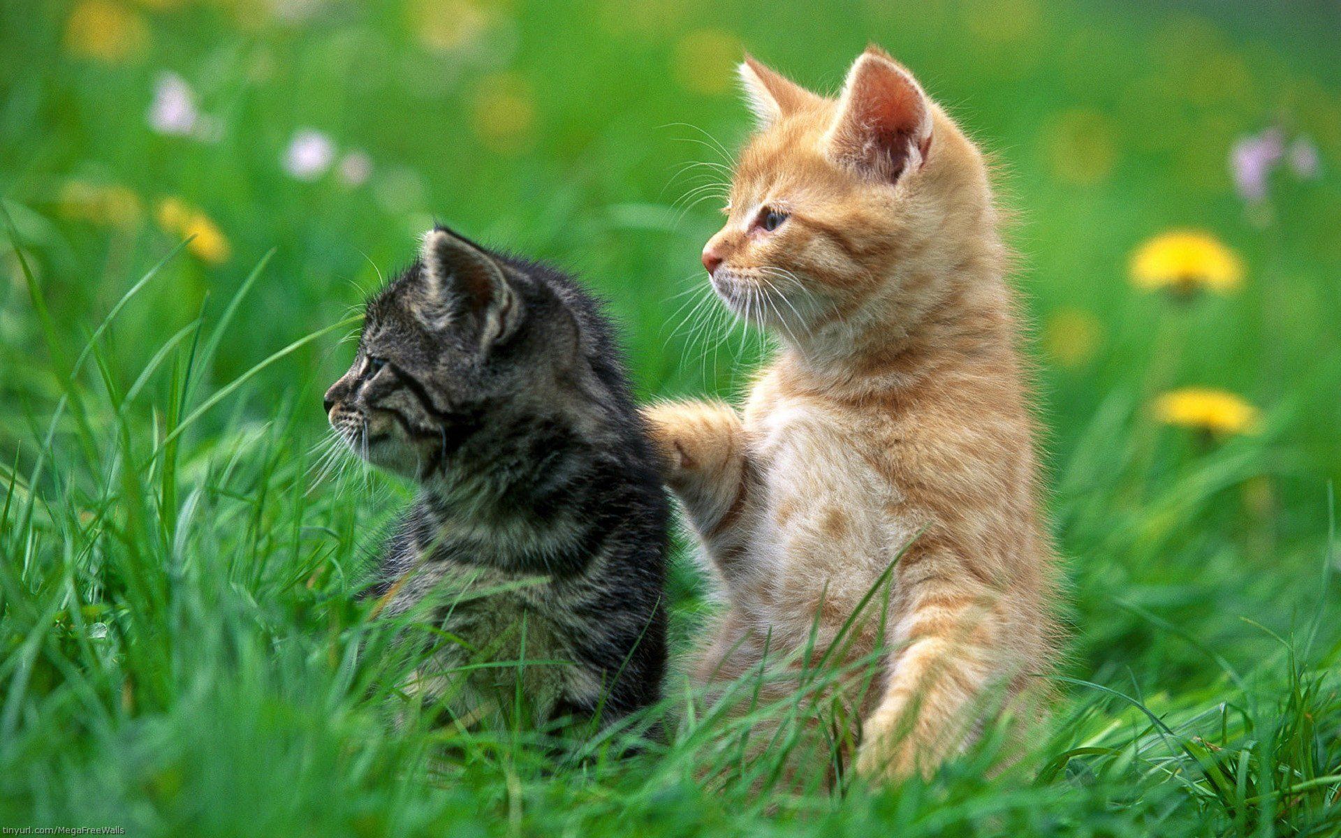 1920x1200 Adorable Kittens Exploring Green Grass