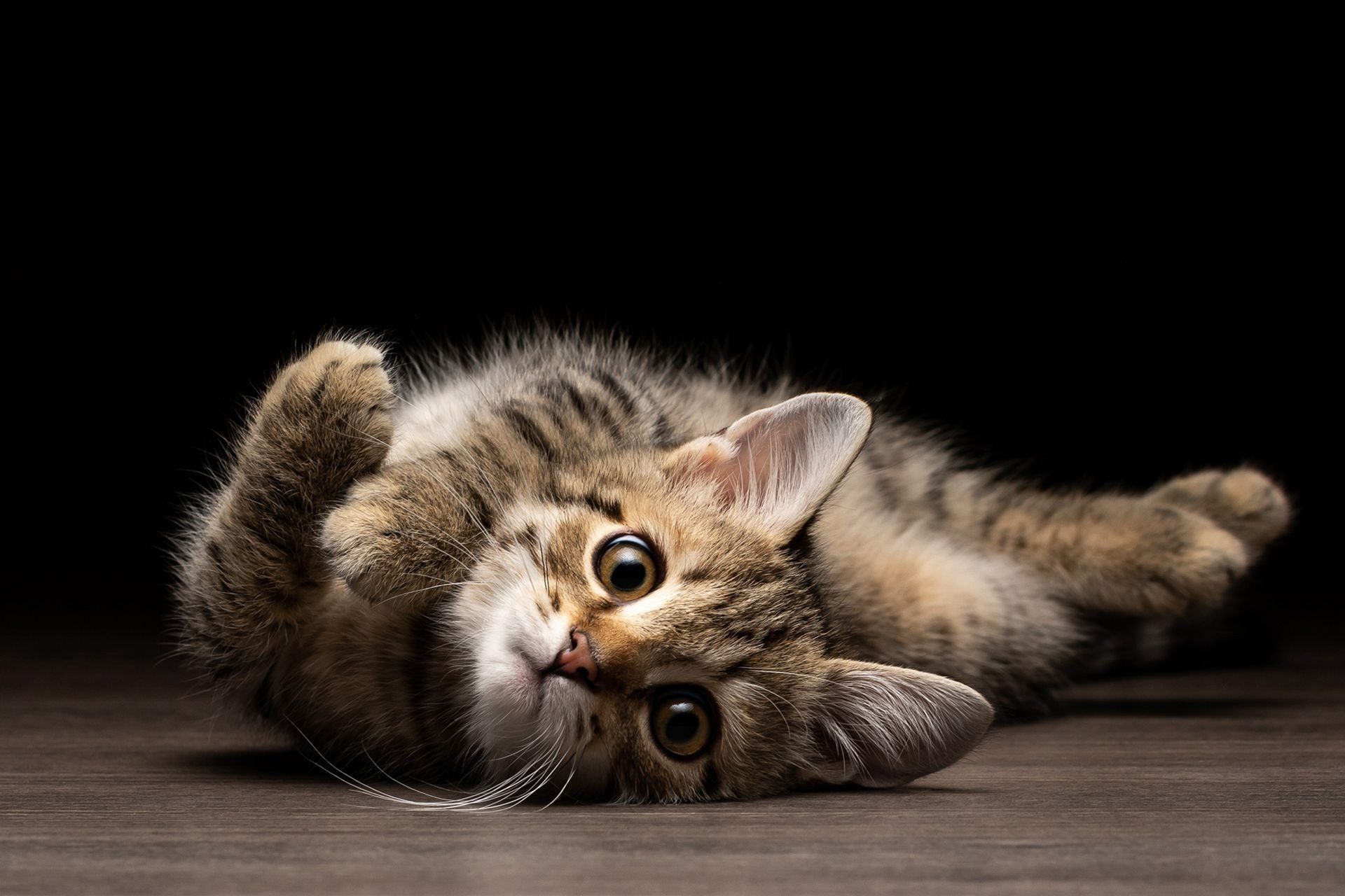 1920x1280 Adorable Kitten HD Wallpaper