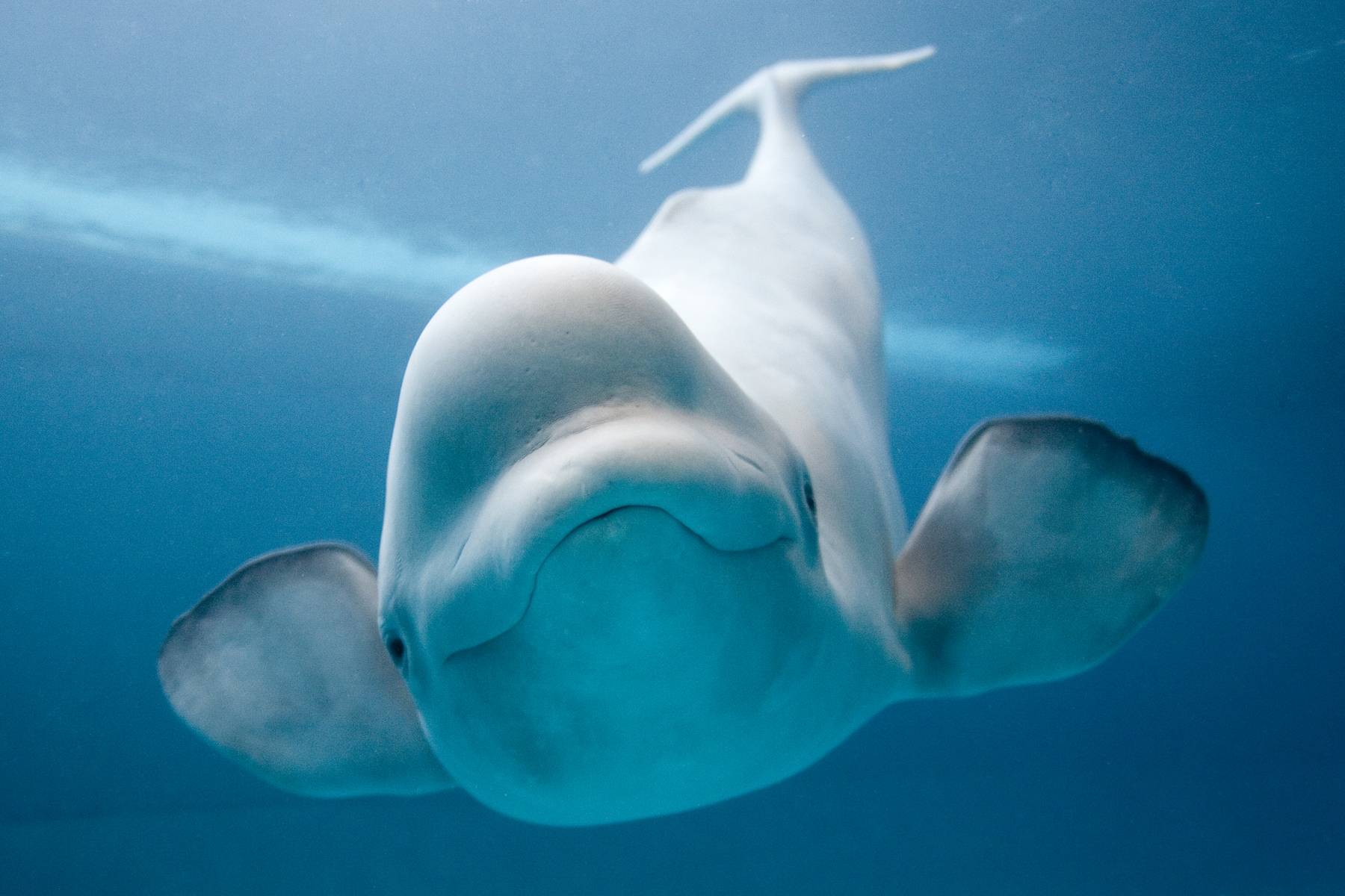 Khám phá nhiều hơn 89 hình nền beluga mới nhất  thdonghoadian