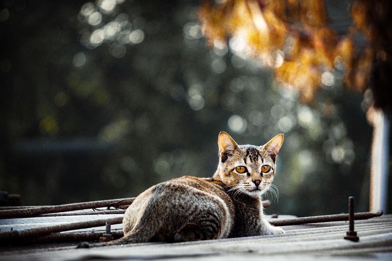1280x853 Animal Cat Landscape