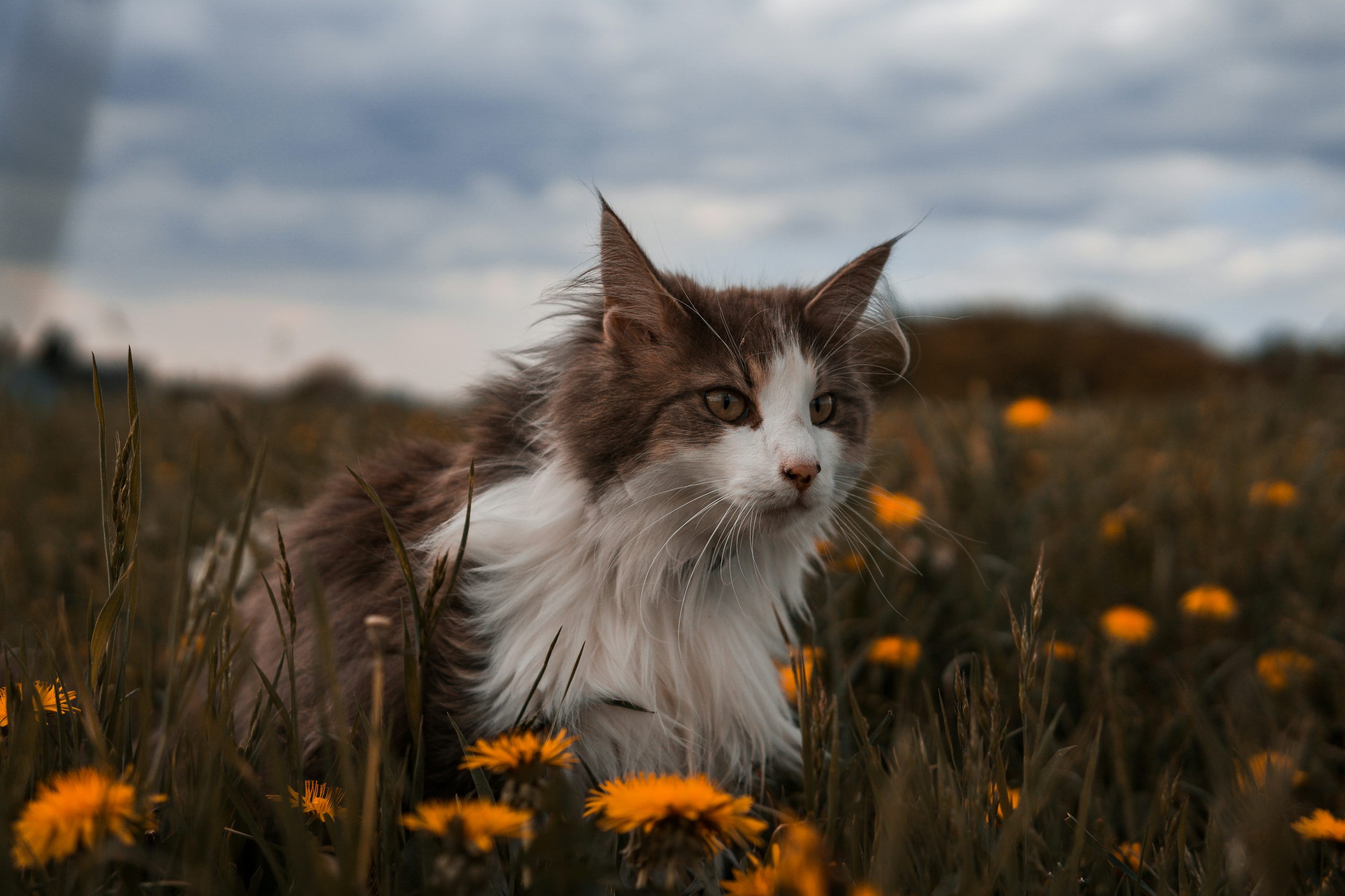 3000x2000 Cats Wallpaper 4K & HD Downloads