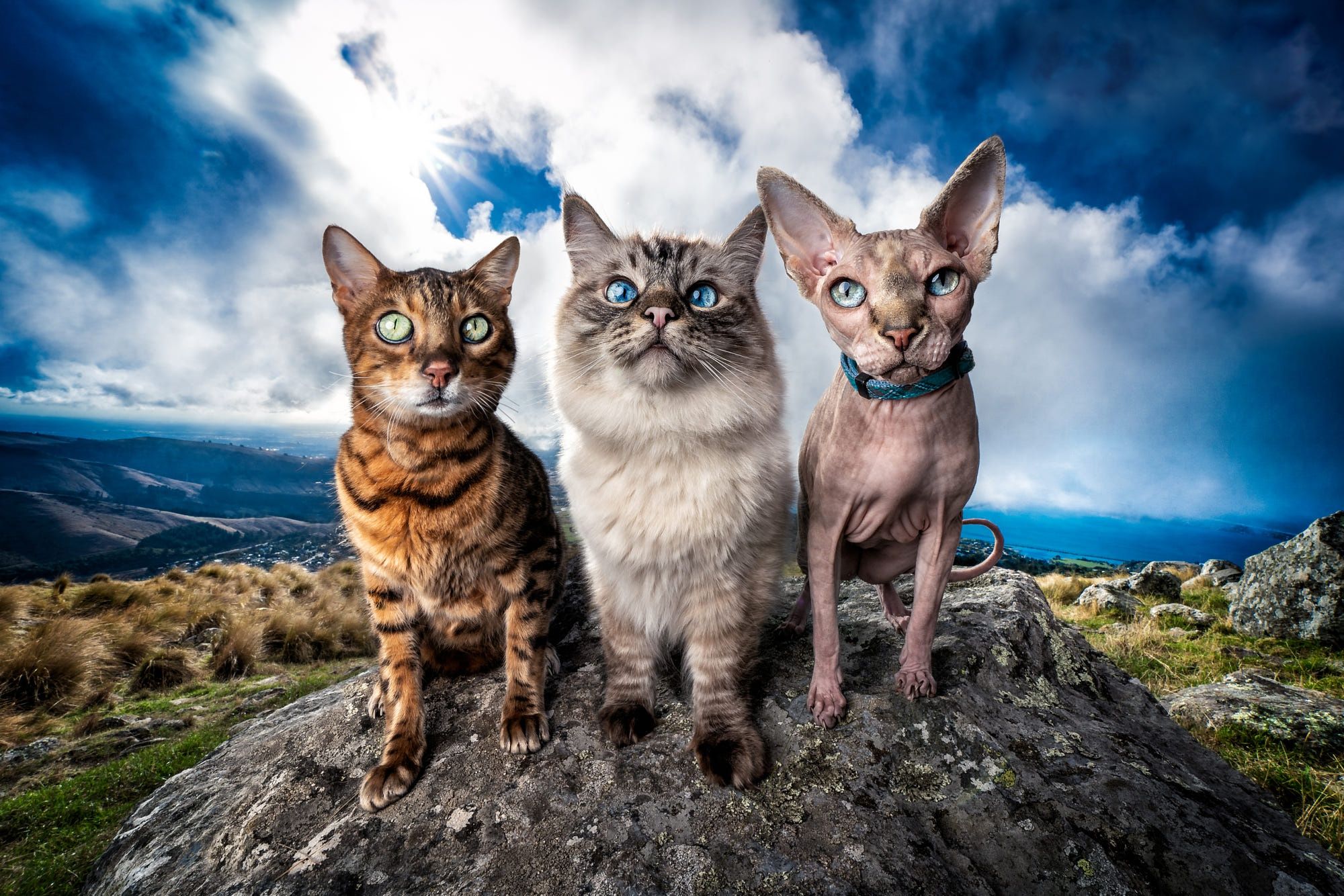 2000x1334 Wallpaper cat, the sky, cat, look, the sun, clouds, landscape, mountains for mobile and desktop, section кошки, resolution 2000x1334
