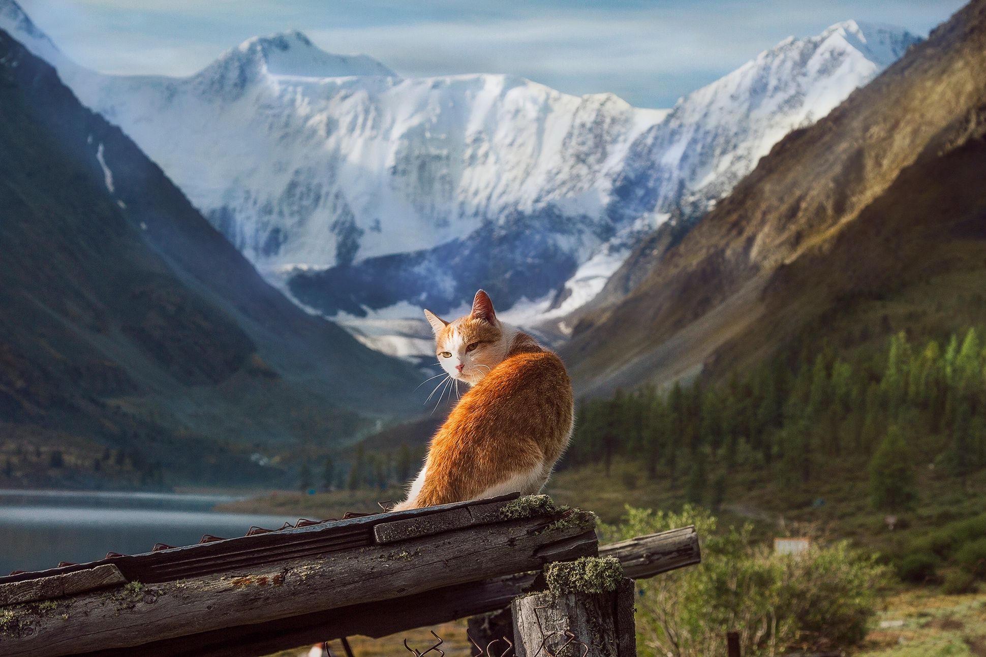 1940x1293 Wallpaper cat, snow, landscape, mountains, nature, animal, Altay, Tamara Andreeva for mobile and desktop, section пейзажи, resolution 1940x1293