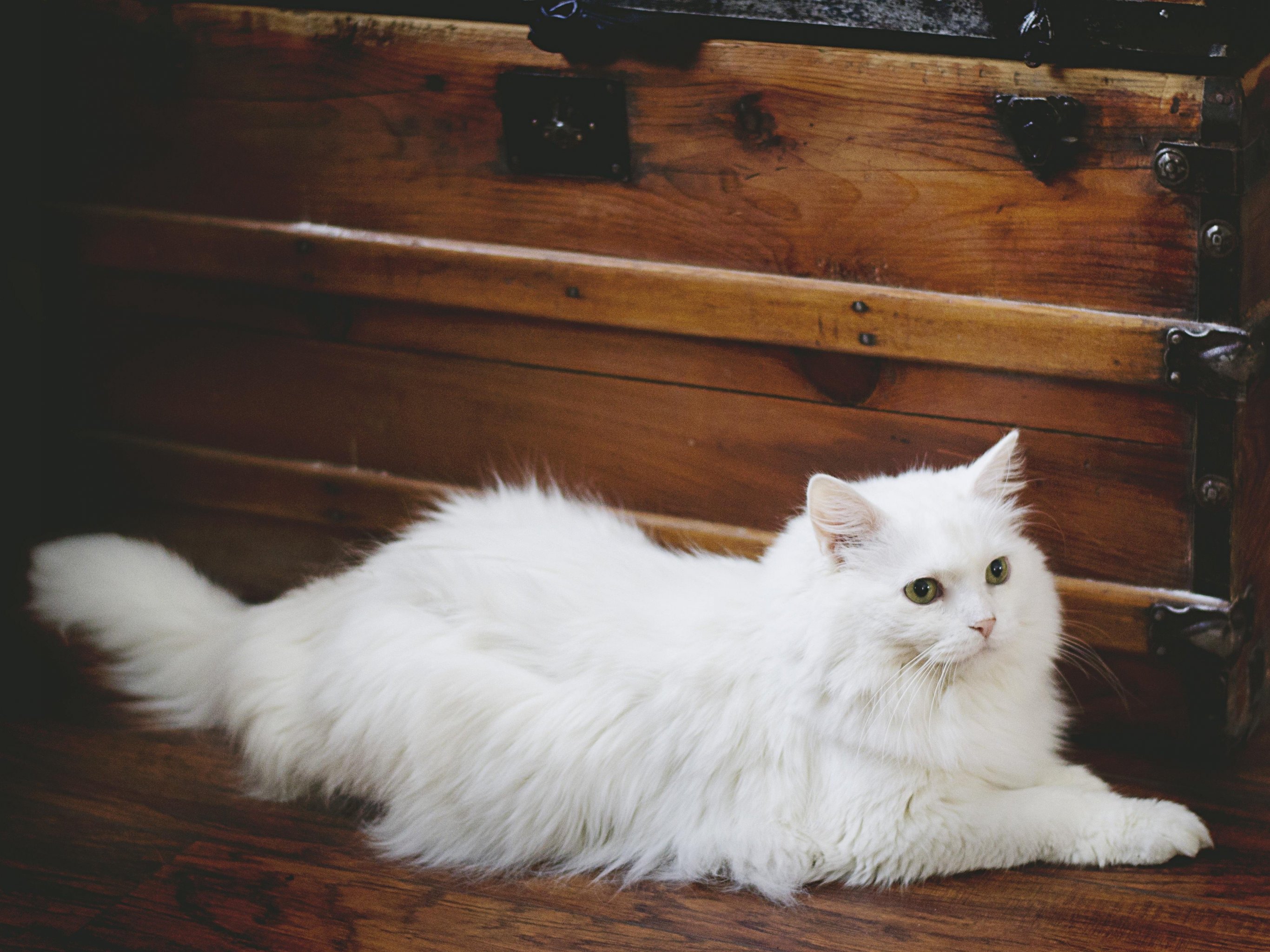 2732x2048 Elegant White Fluffy Cat Wallpaper, Android & Desktop Background