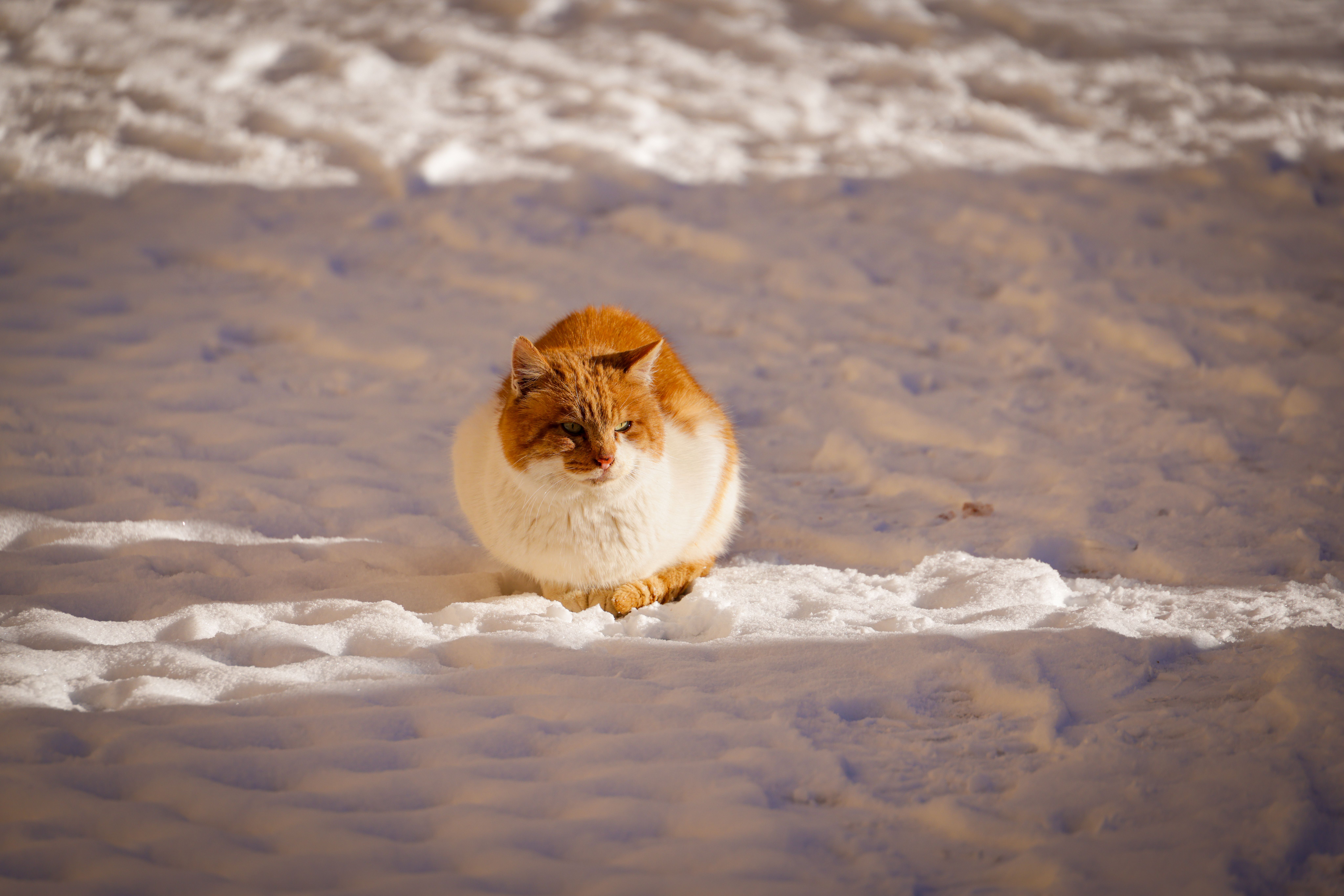 8192x5464 Cats In The Winter Photo, Download The BEST Free Cats In The Winter & HD Image