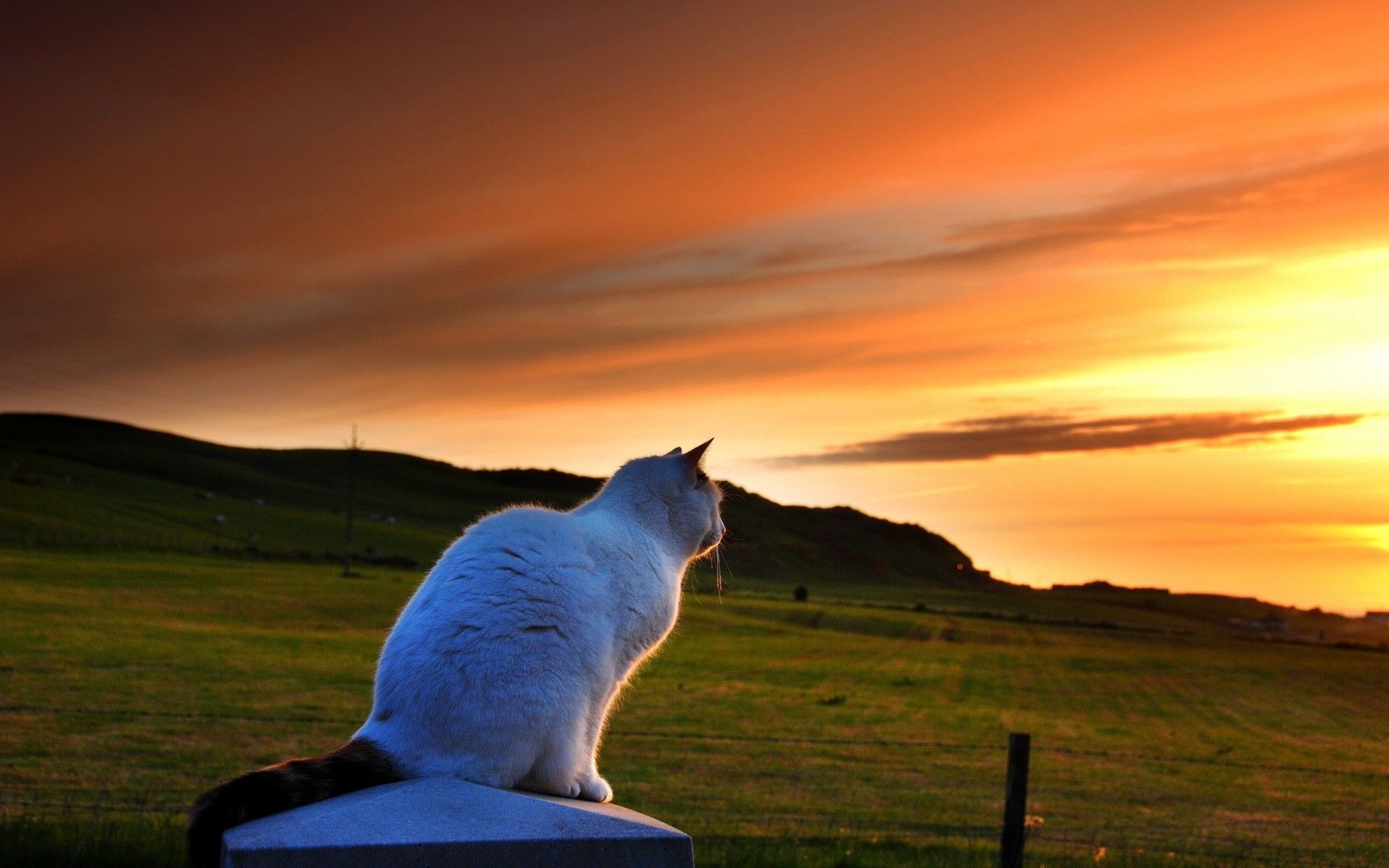 1920x1200 A White Cat Contemplates The