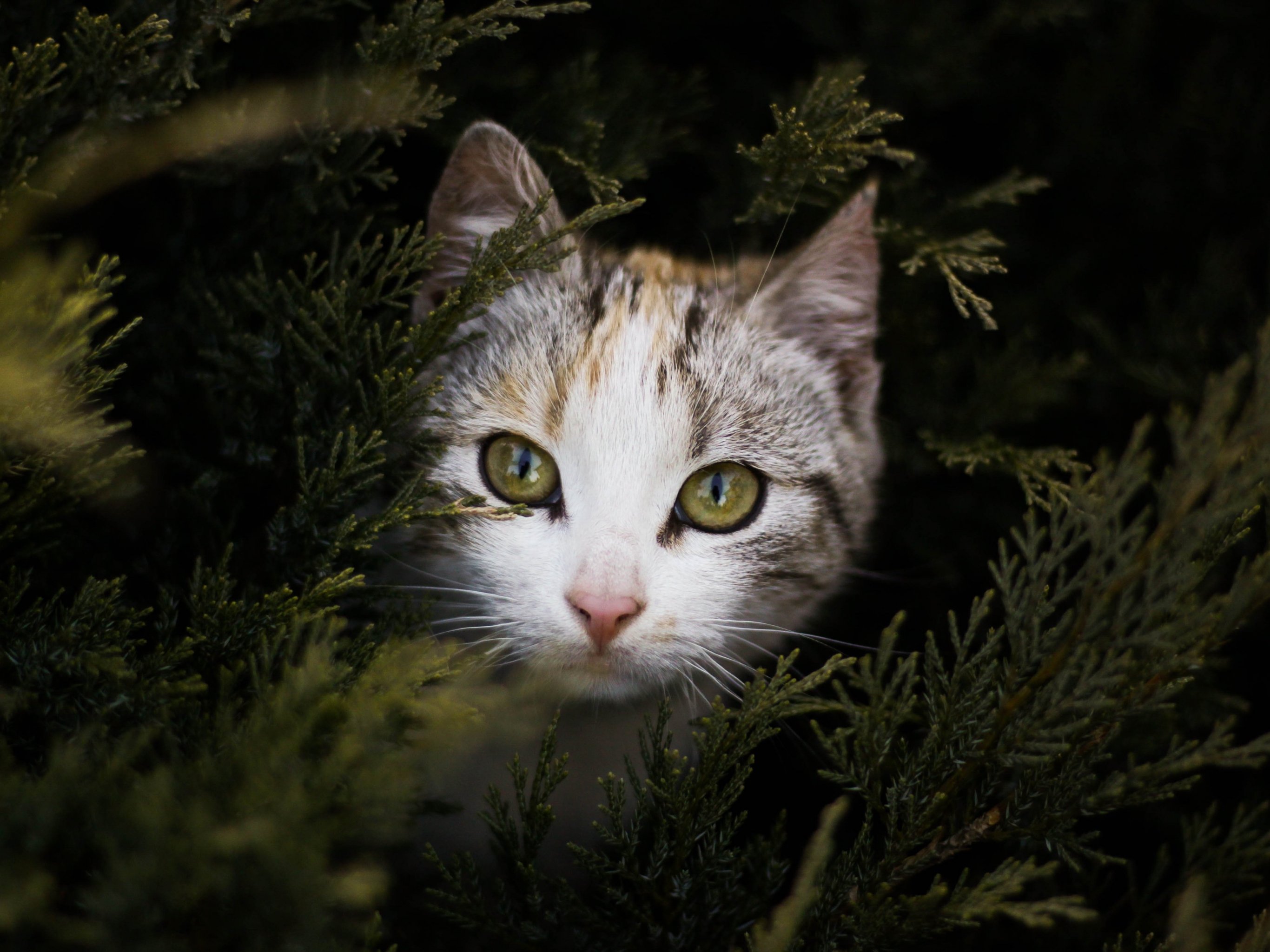 2732x2048 Cat Peeking Out Behind Branches Wallpaper, Android & Desktop Background