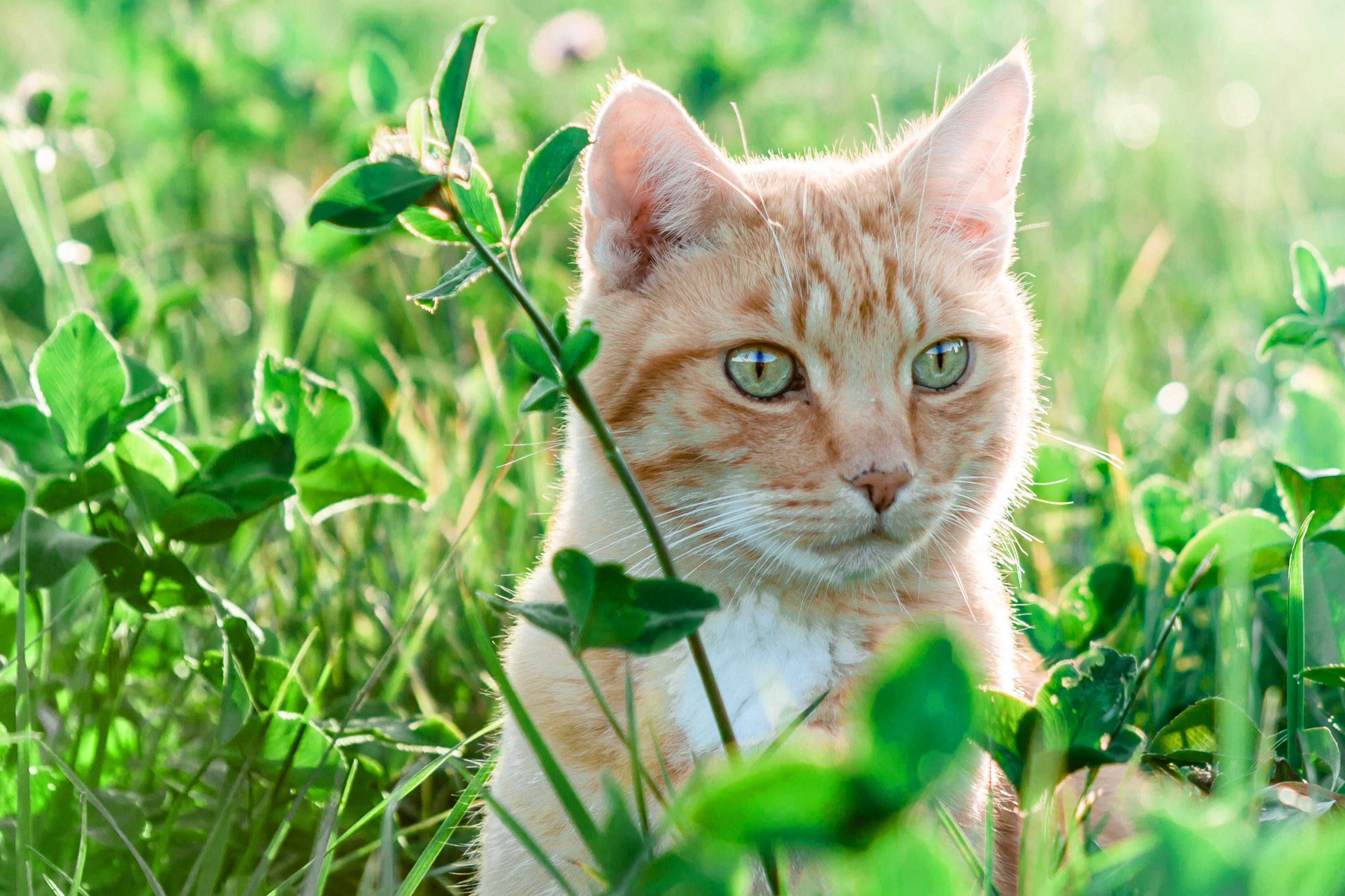3283x2188 Free picture: nature, green grass, yellow cat, landscape, animal