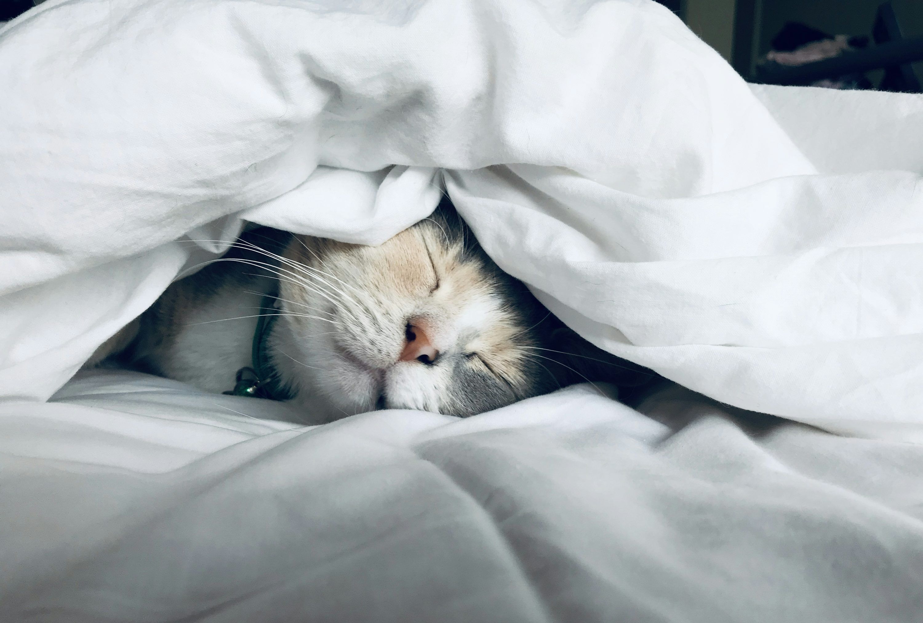 3000x2024 Cats Wallpaper 4K & HD Downloads