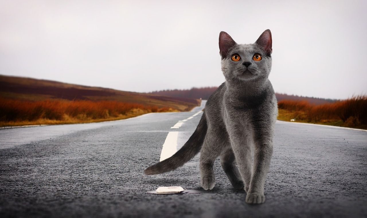 1280x761 Cat Landscape Photography