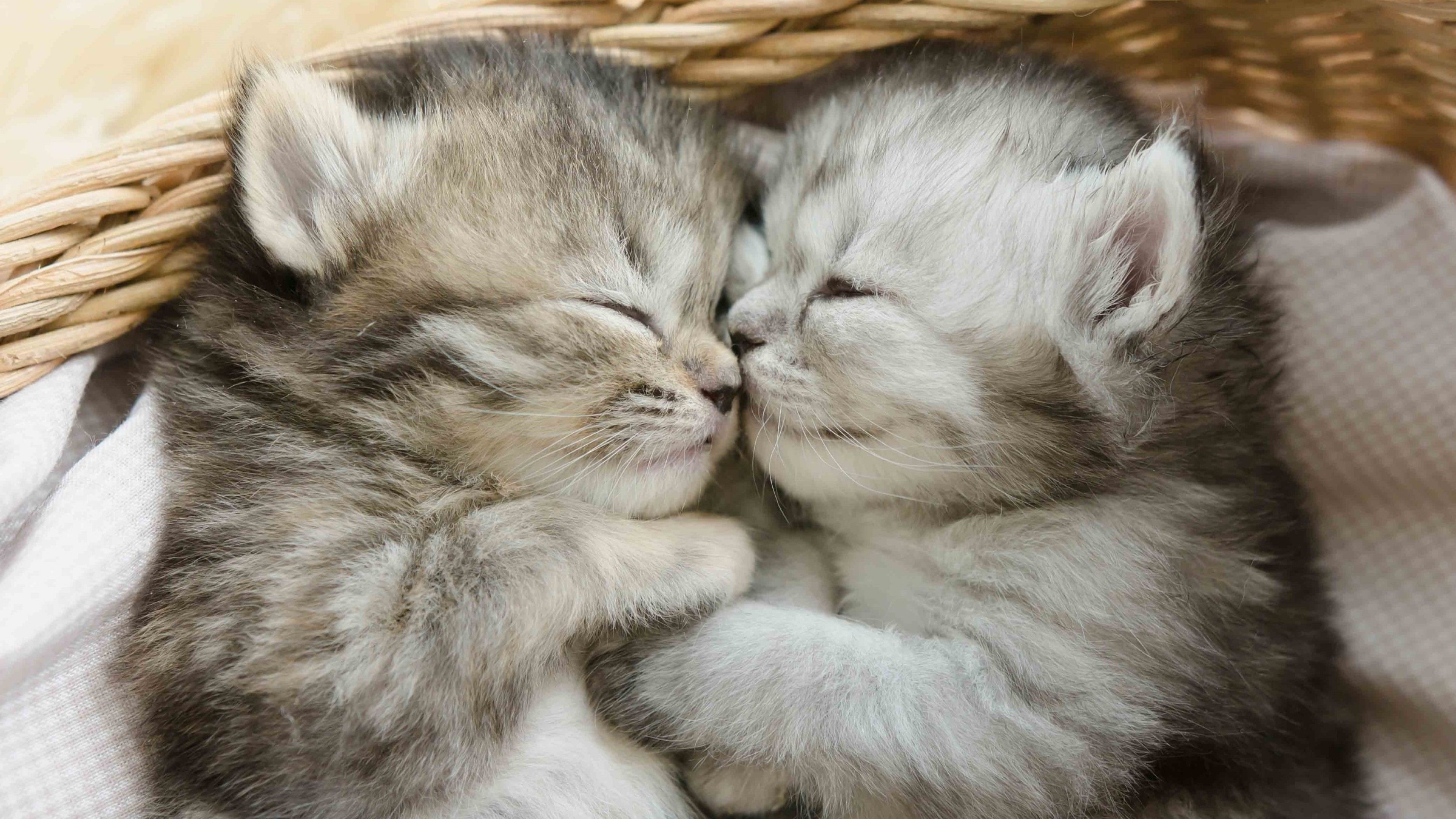 3840x2160 Wallpaper Cat, Cute Kitten Couple, Great Dane, Kitten, Tabby Cat, Background Free Image