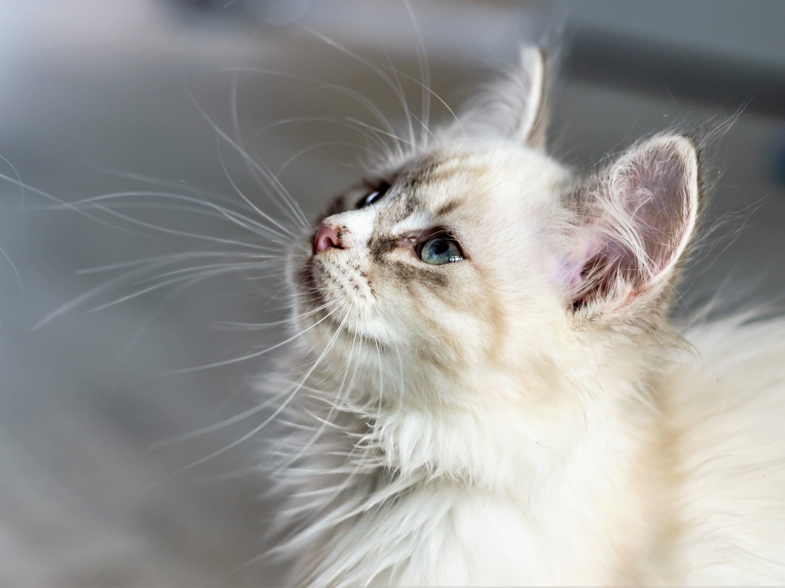 2732x2048 White Cat Wallpaper, Android & Desktop Background