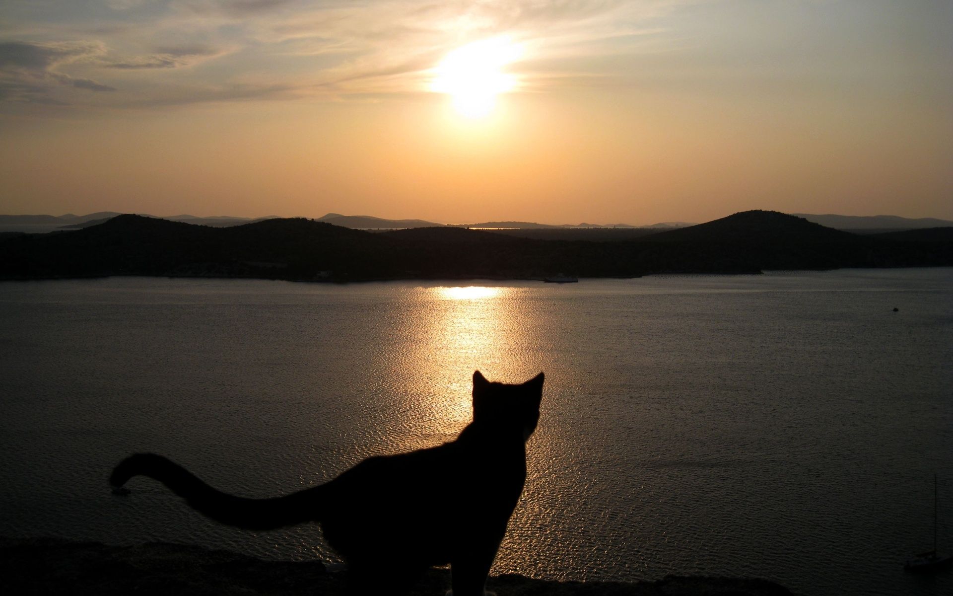 1920x1200 Desktop wallpaper: Animal, Cat, Landscape, Mountain, Scenic, Sunset, Cats 4K free download for PC. 270832