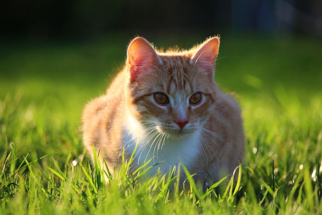 1099x733 Free picture: grass, nature, cute, animal, grass, landscape, meadow