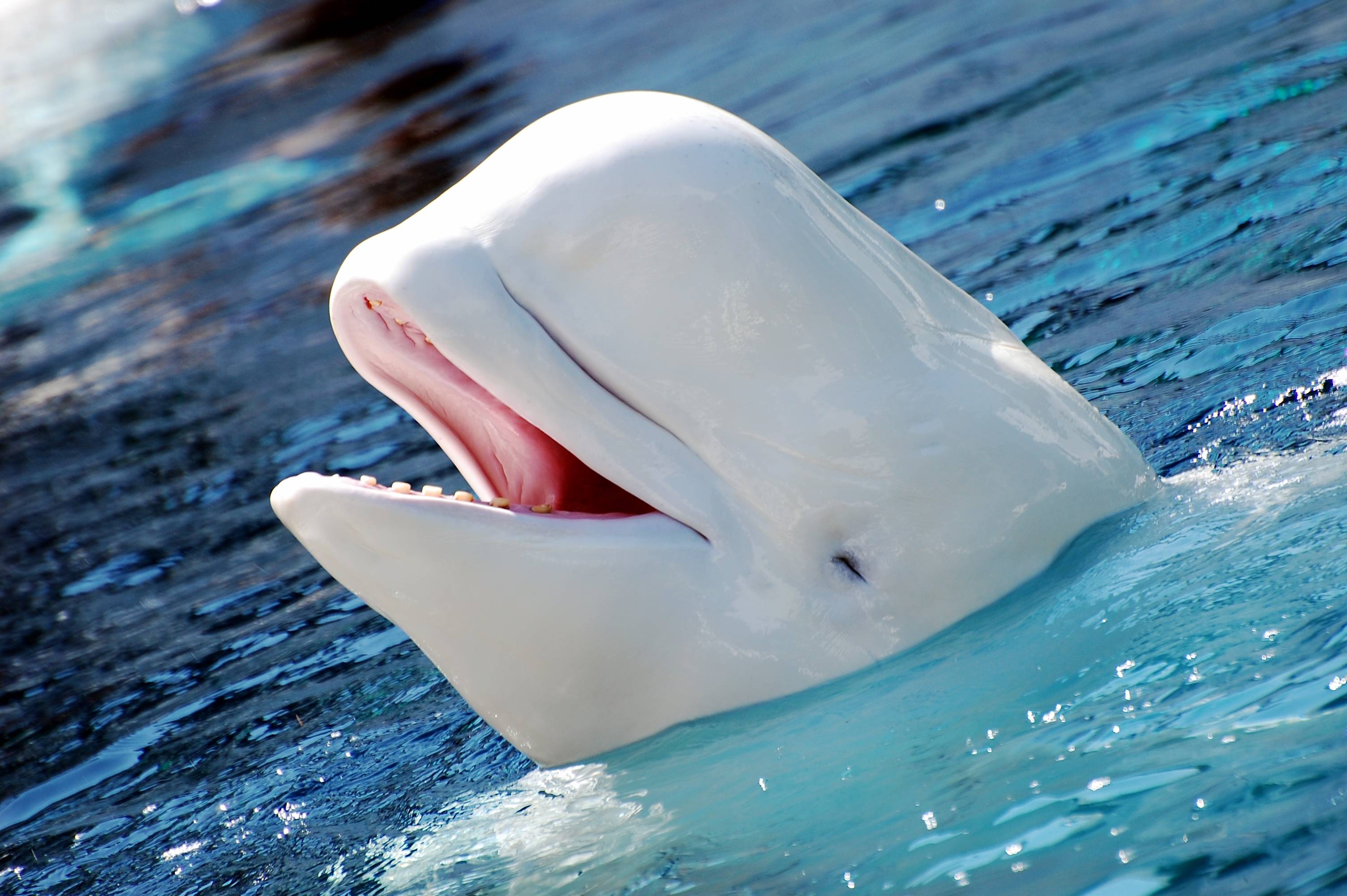 3008x2000 Beluga Whale Wallpaper