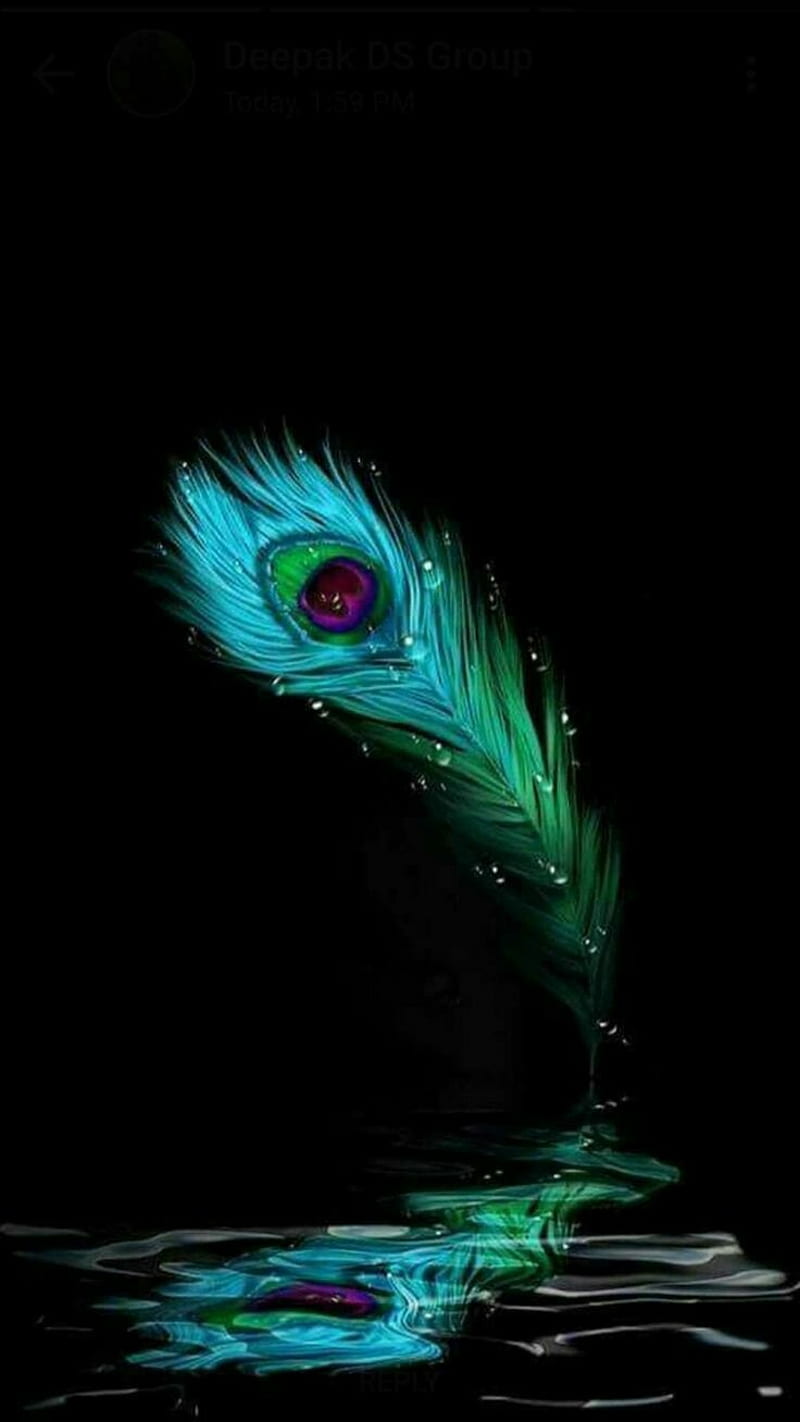 800x1422 Peacock feather, HD phone wallpaper