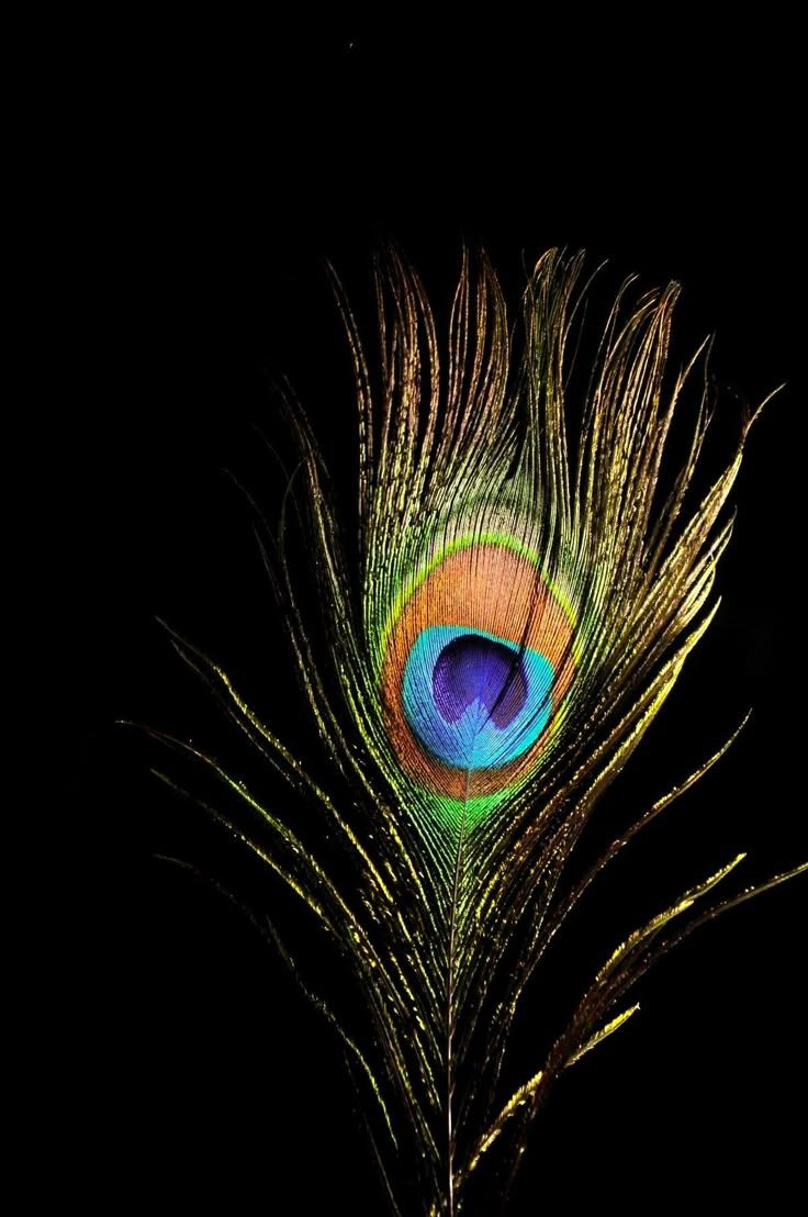 736x1108 Colorful Peacock Feather on Black Background. Peacock feather art, Peackok feather wallpaper, Feather wallpaper iphone