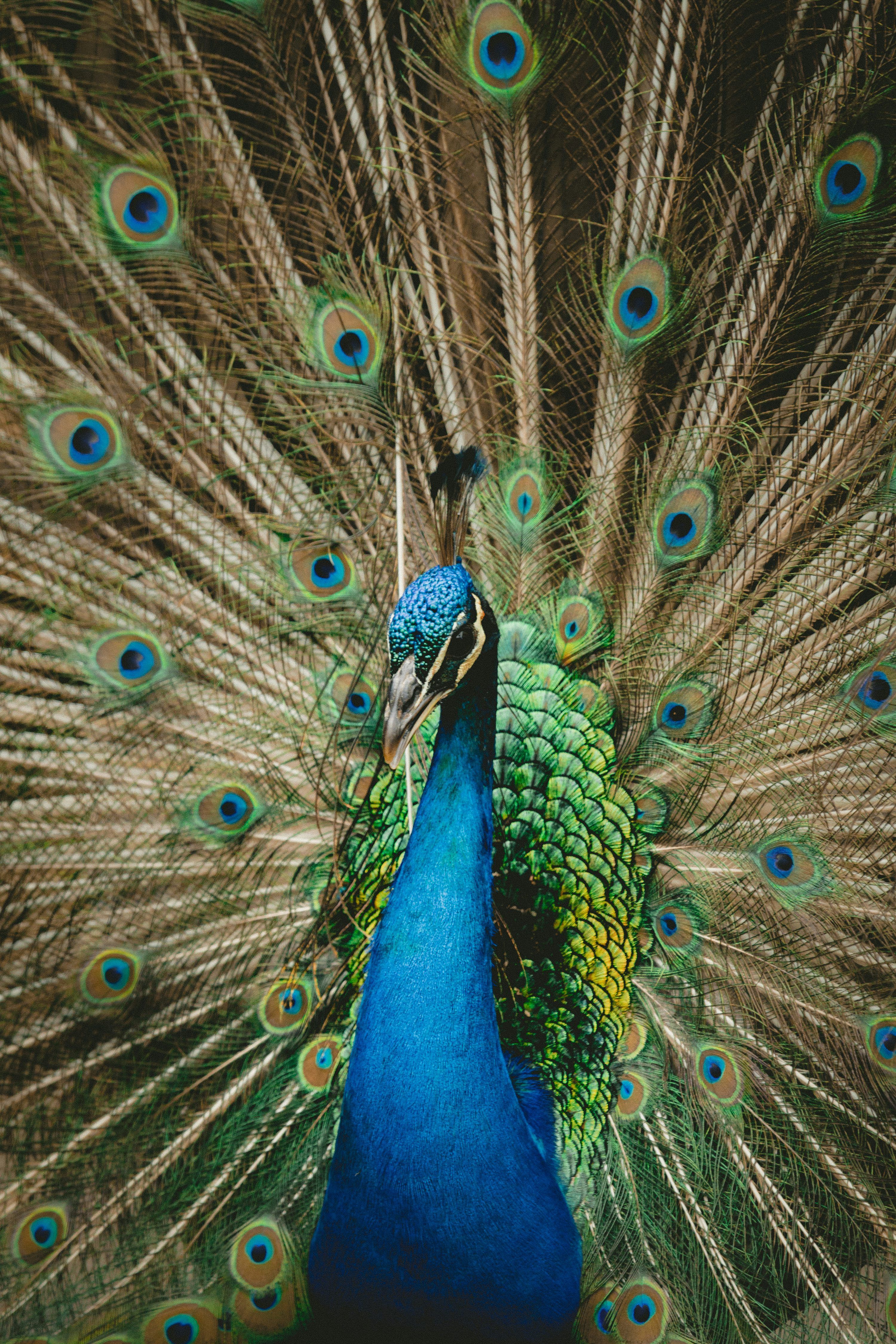 3000x4500 Green and blue peacock spreading wings photo