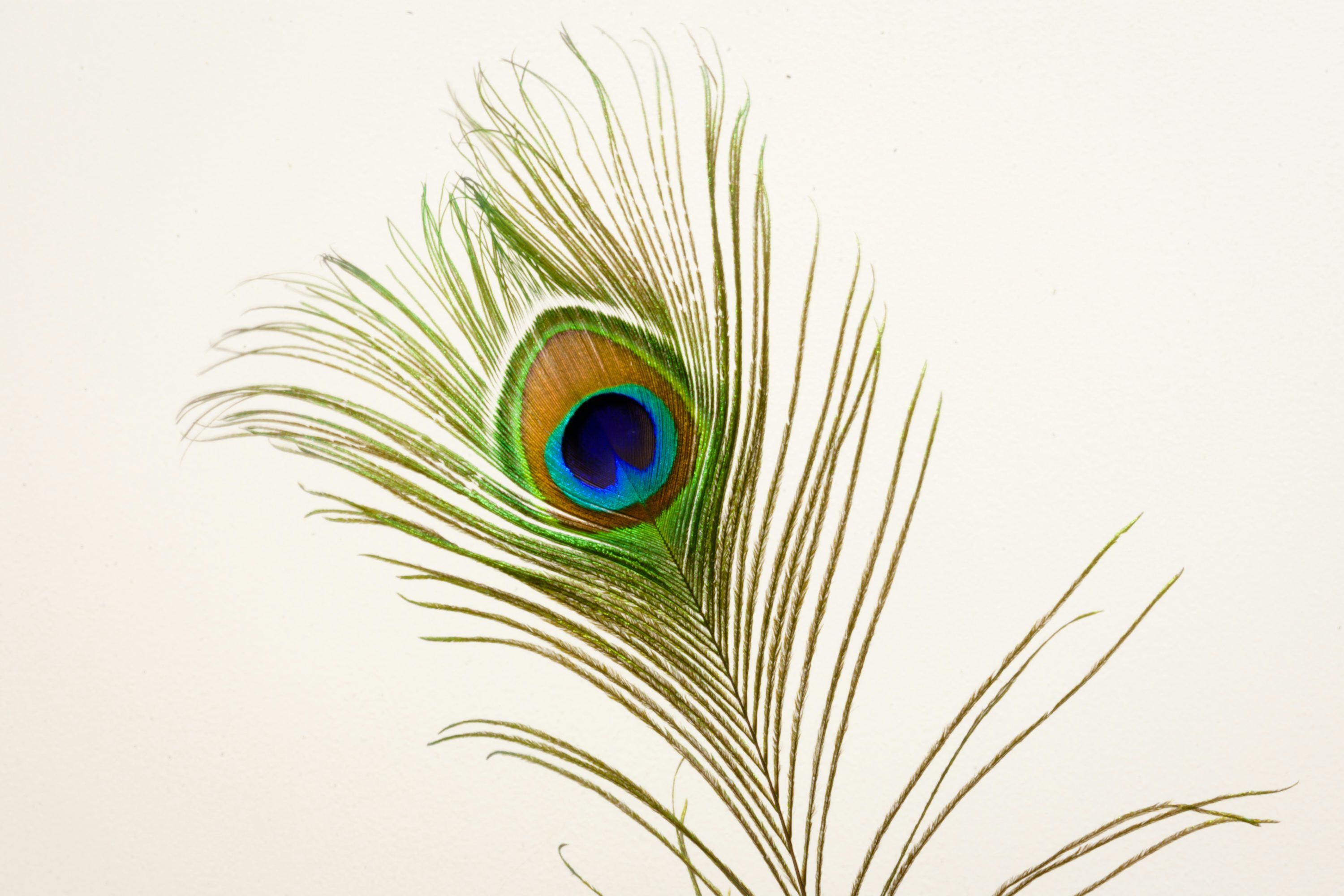 3000x2000 Peacock Feather Picture. Download Free Image