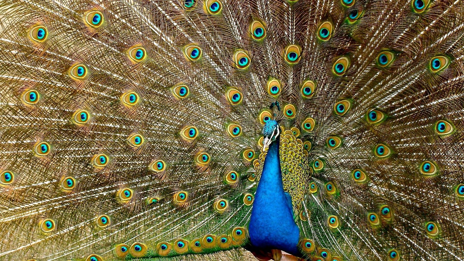 1920x1080 Beautiful Peacock With Open Wings HD Birds Wallpaper