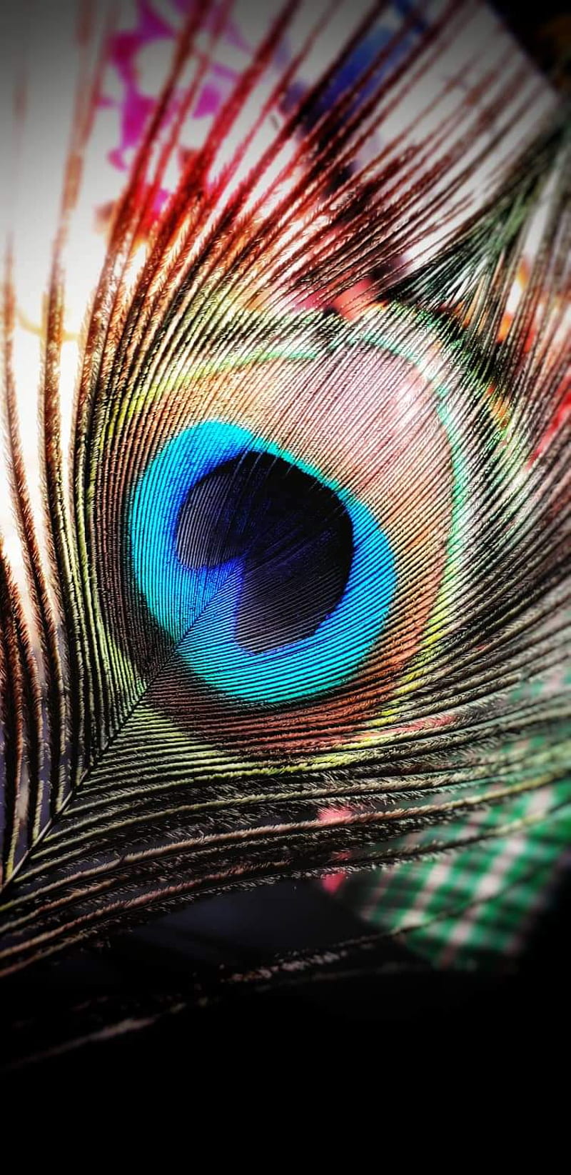 800x1645 Peacock Feather, love, feathers, inspiration, peacock feather, HD phone wallpaper