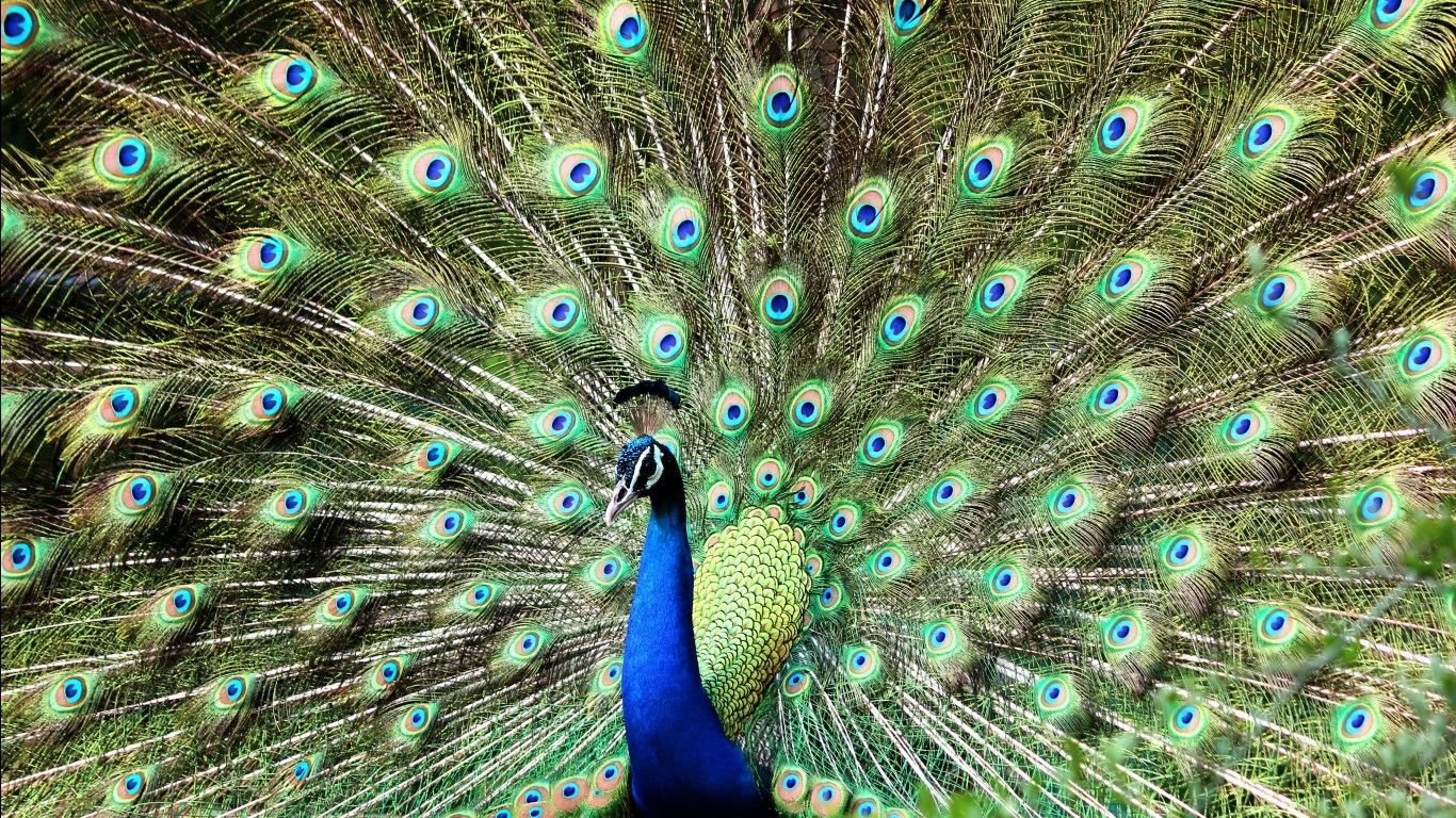 1366x768 Beautiful Peacock Bird With Open Wings 4K 5K HD Birds Wallpaper